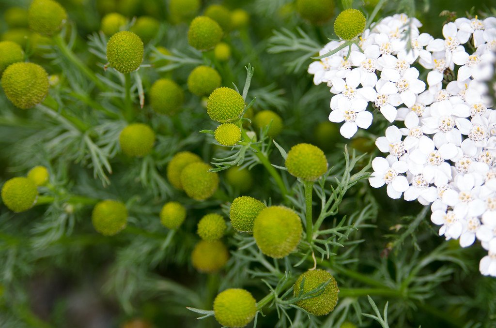 Hawthorn tree in bloom in May