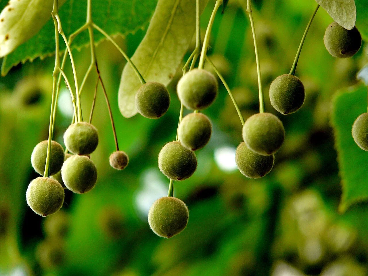 Rest & Be Thankful: A Indoor Workshop for Calm