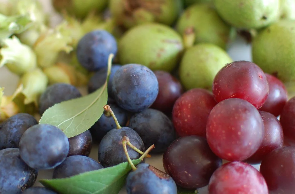 Autumn berry harvest including sloes, plums and hazelnuts