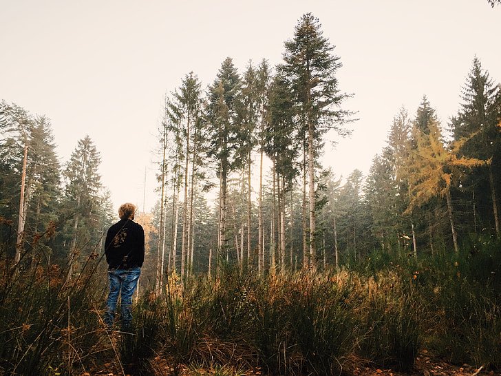 Man looking at the form, shape and structure of a tree in a forest