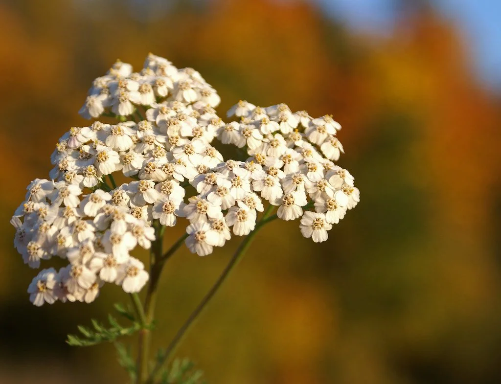 Close-up of a cluster of white flowers with a blurred colorful background.