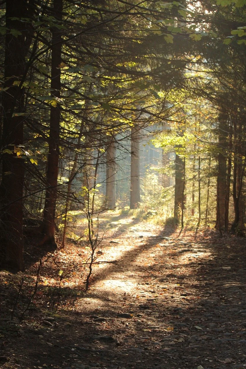 A sunlit forest trail with tall trees and dappled sunlight filtering through the branches.