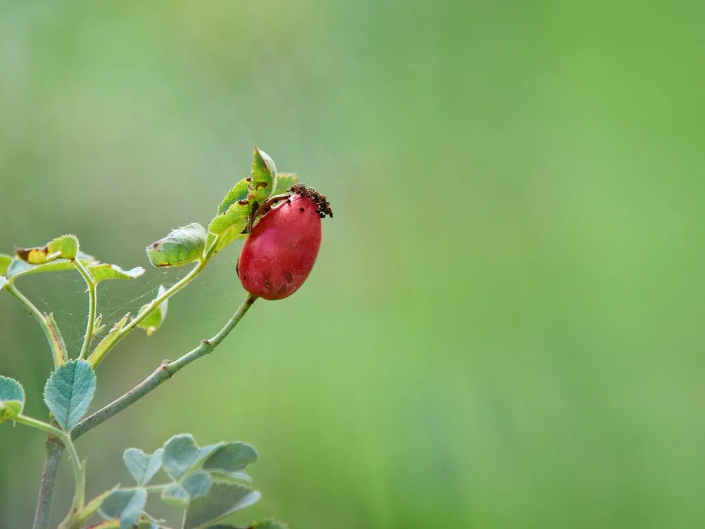 A close-up of a red rose hip fruit with a blurred green background.