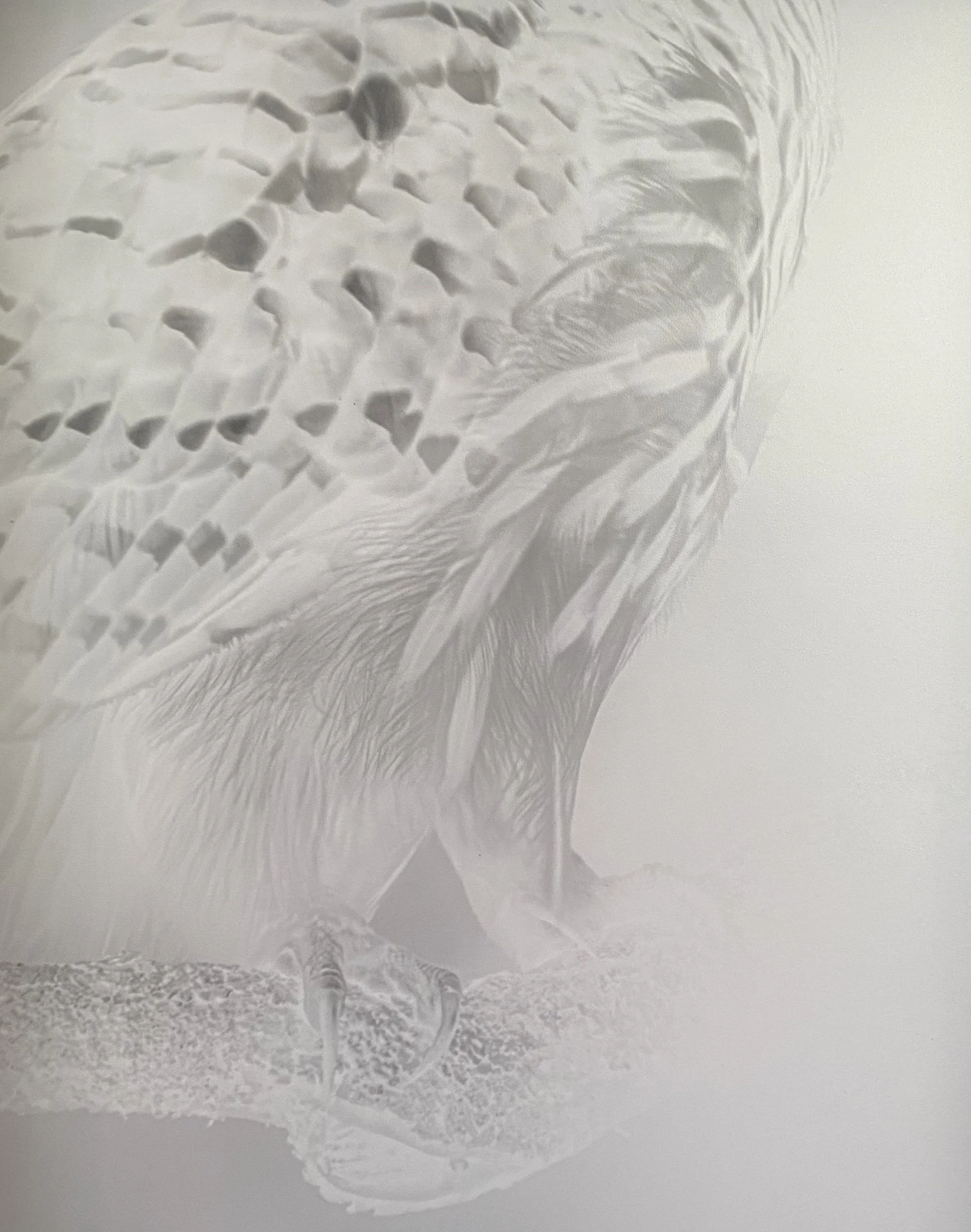 Barred Owl Legs  2026