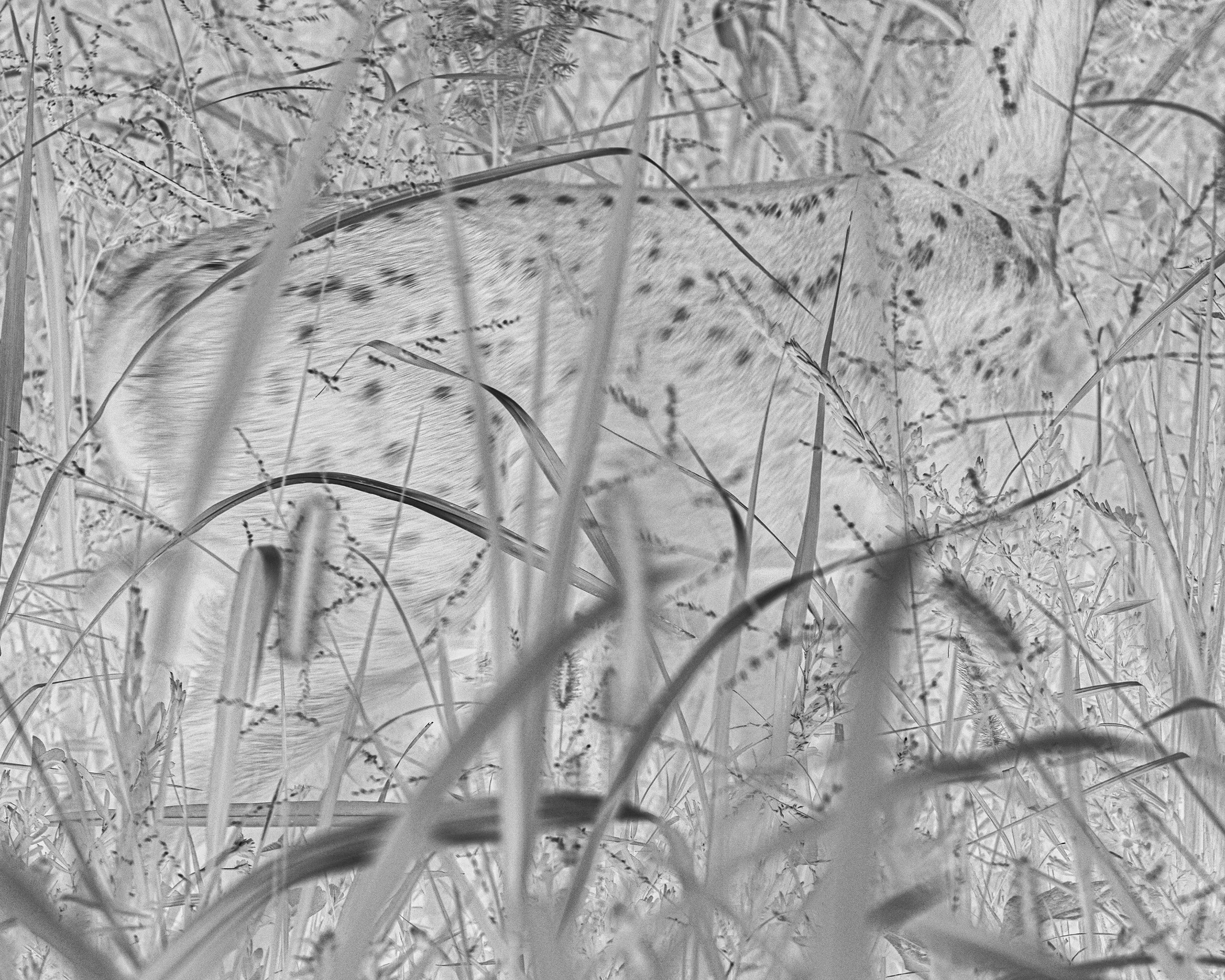 Deer in Grass  2026