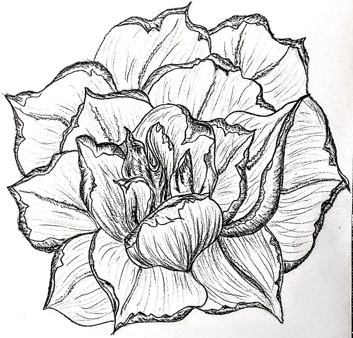 Black and white sketch of a rose surrounded by leaves.