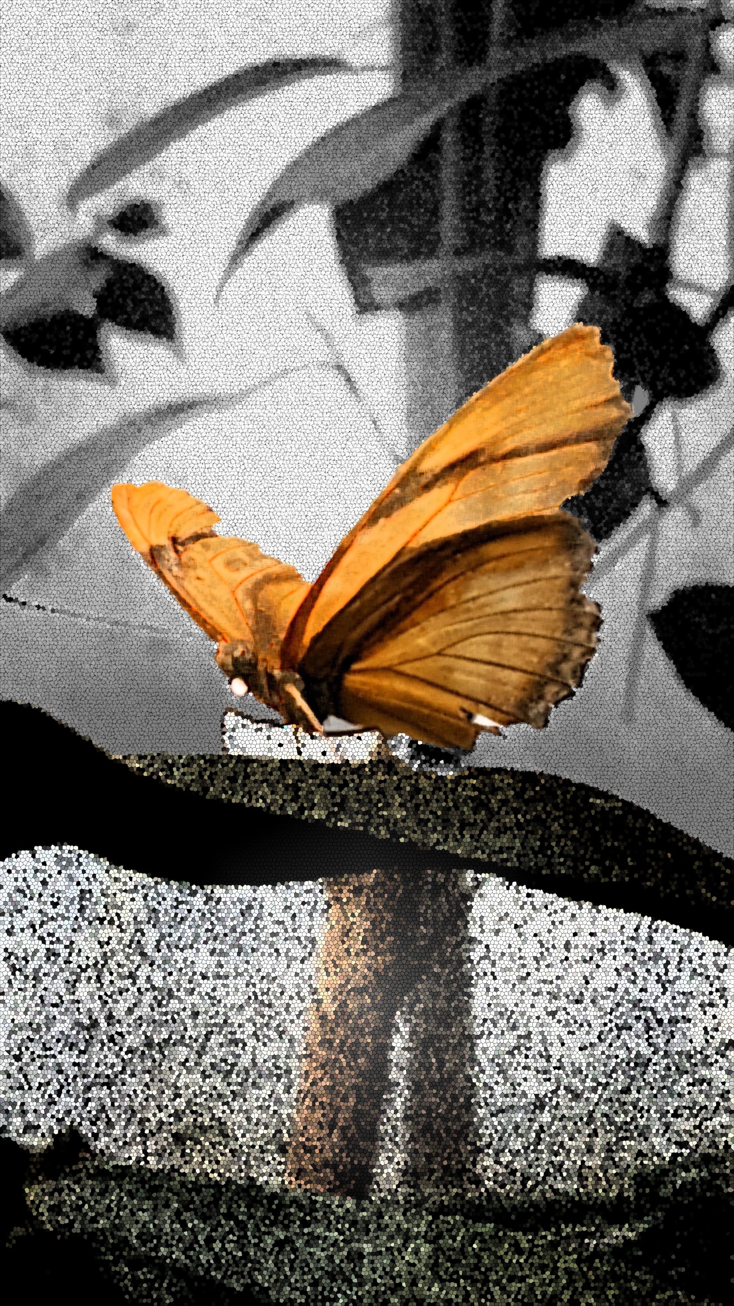 A yellow butterfly with orange and brown patterns on its wings, perched on a dark object, with a black and white background of leaves and plants.