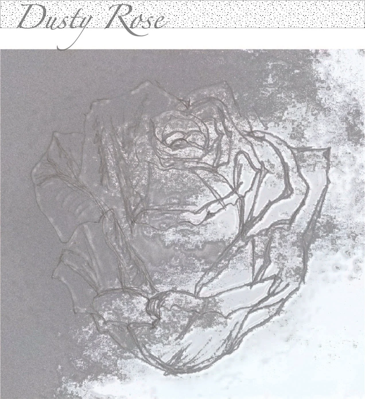 A line drawing of a rose , titled 'Dusty Rose' 