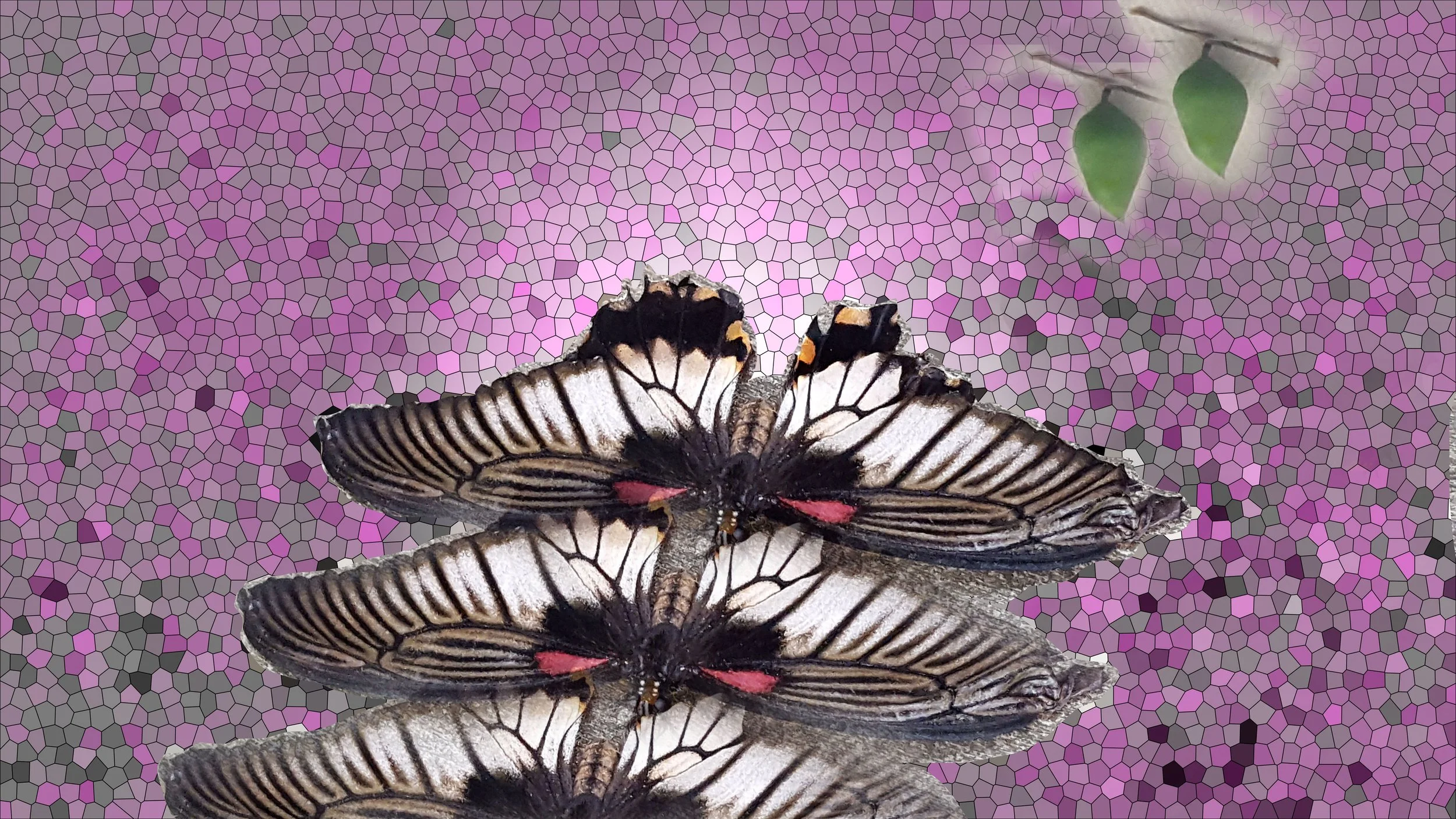 Close-up of a butterfly with black and white striped wings and red patches, resting on a surface against a pink mosaic background.