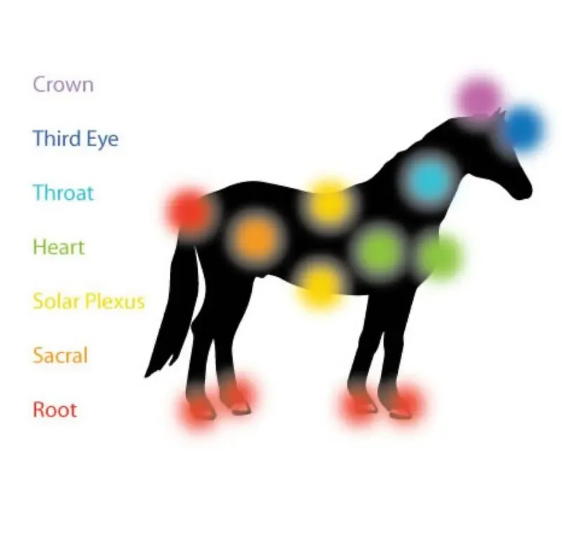 Diagram of a horse with color-coded points indicating different chakra locations, including crown, third eye, throat, heart, solar plexus, sacral, and root.
