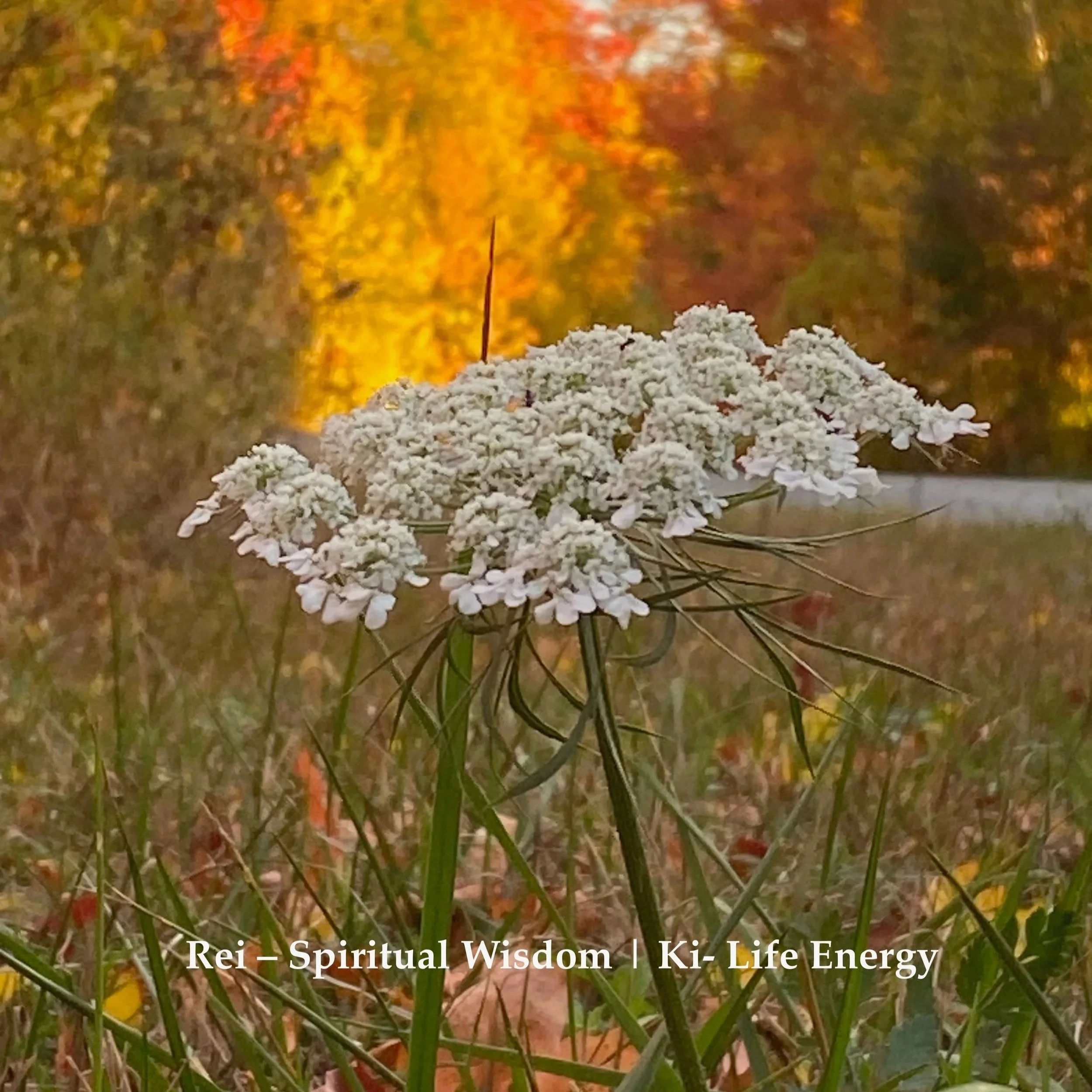 A white flower with small clustered blooms standing in a grassy field during autumn with trees in fall colors in the background.