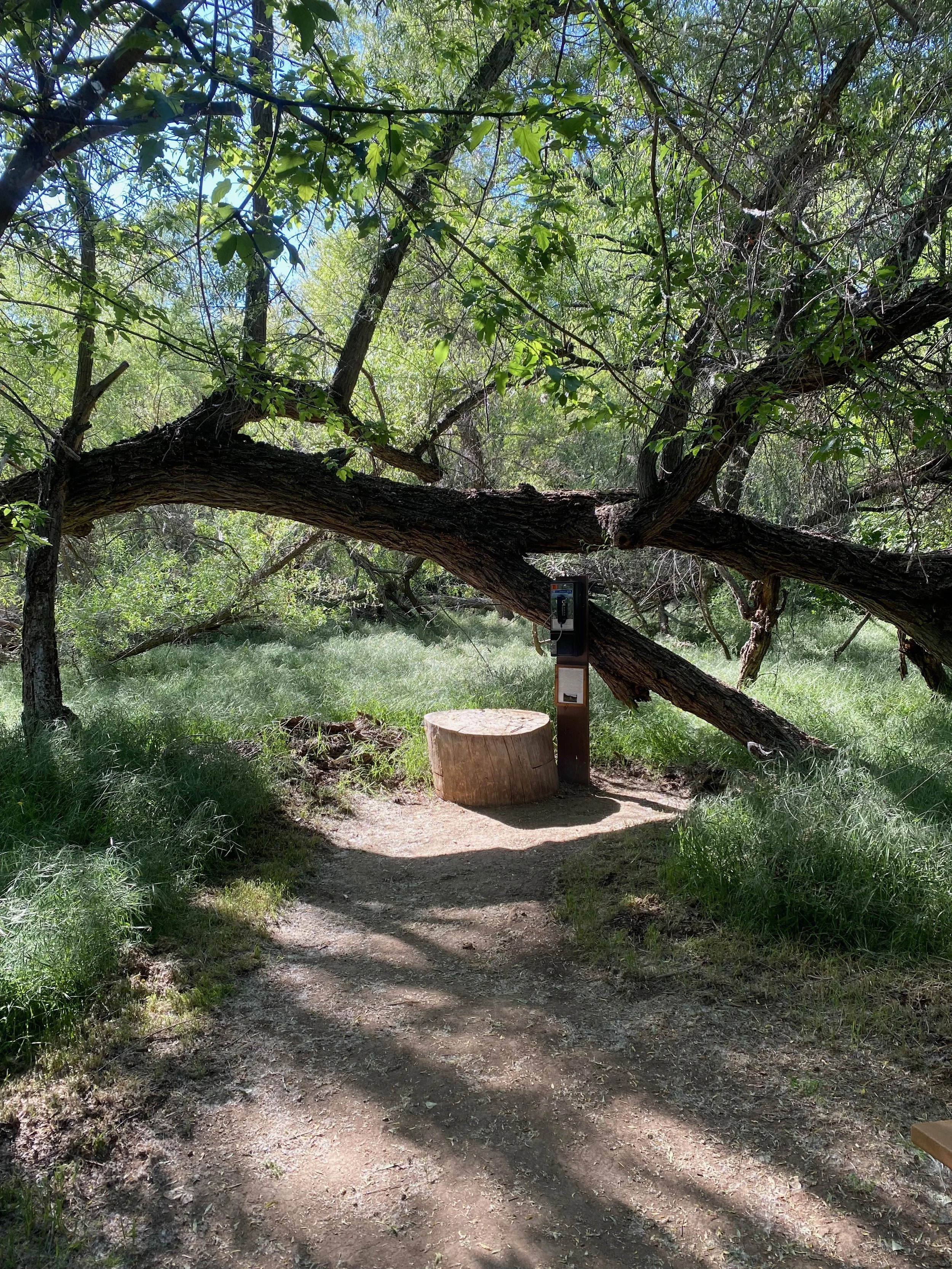 A dirt trail in a forest with green grass on either side, a fallen tree arching over the trail, and a wooden stump near the trunk of the fallen tree. There is also a payphone mounted on a post next to the stump. The scene is shaded by trees, with sunlight filtering through the leaves.