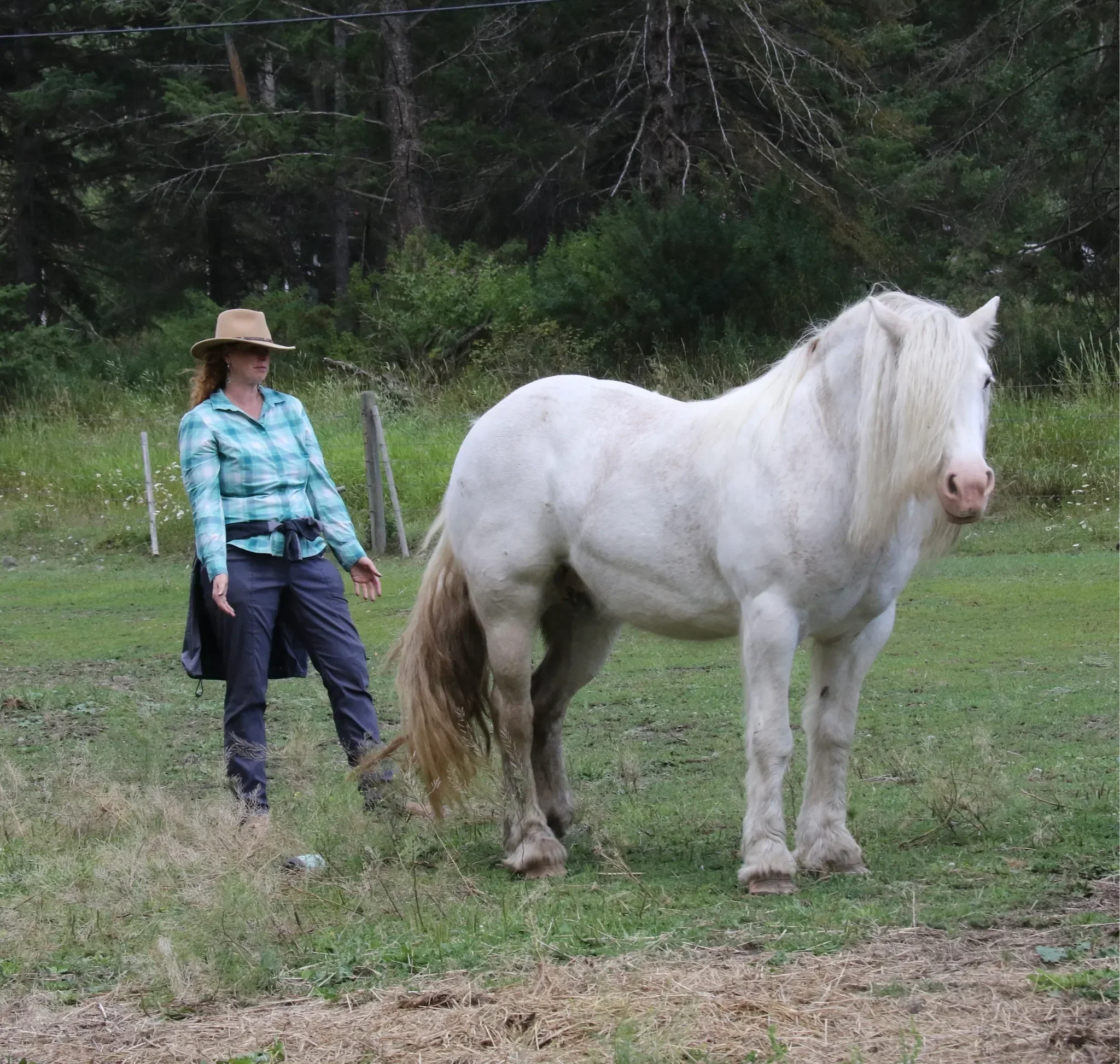 Woman in plaid shirt and wide-brimmed hat standing near a white horse in a grassy field with trees in the background.