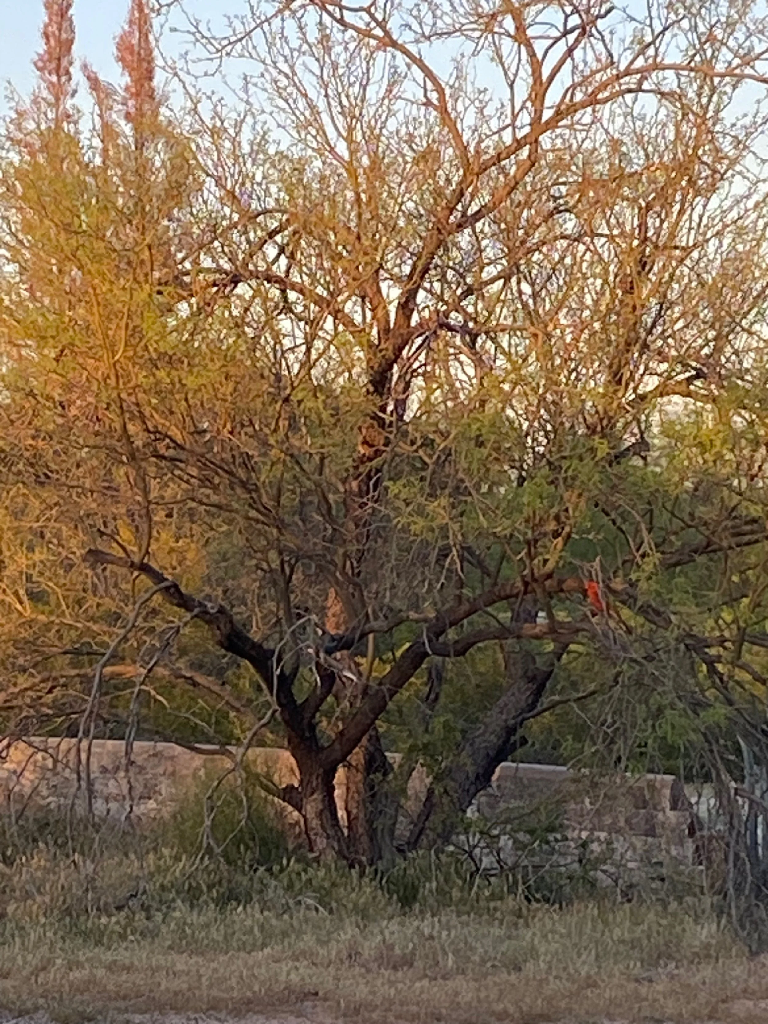 A tree with mostly leafless branches and some green leaves, set against a clear sky, with a stone wall or structure in the background and dry grass on the ground.