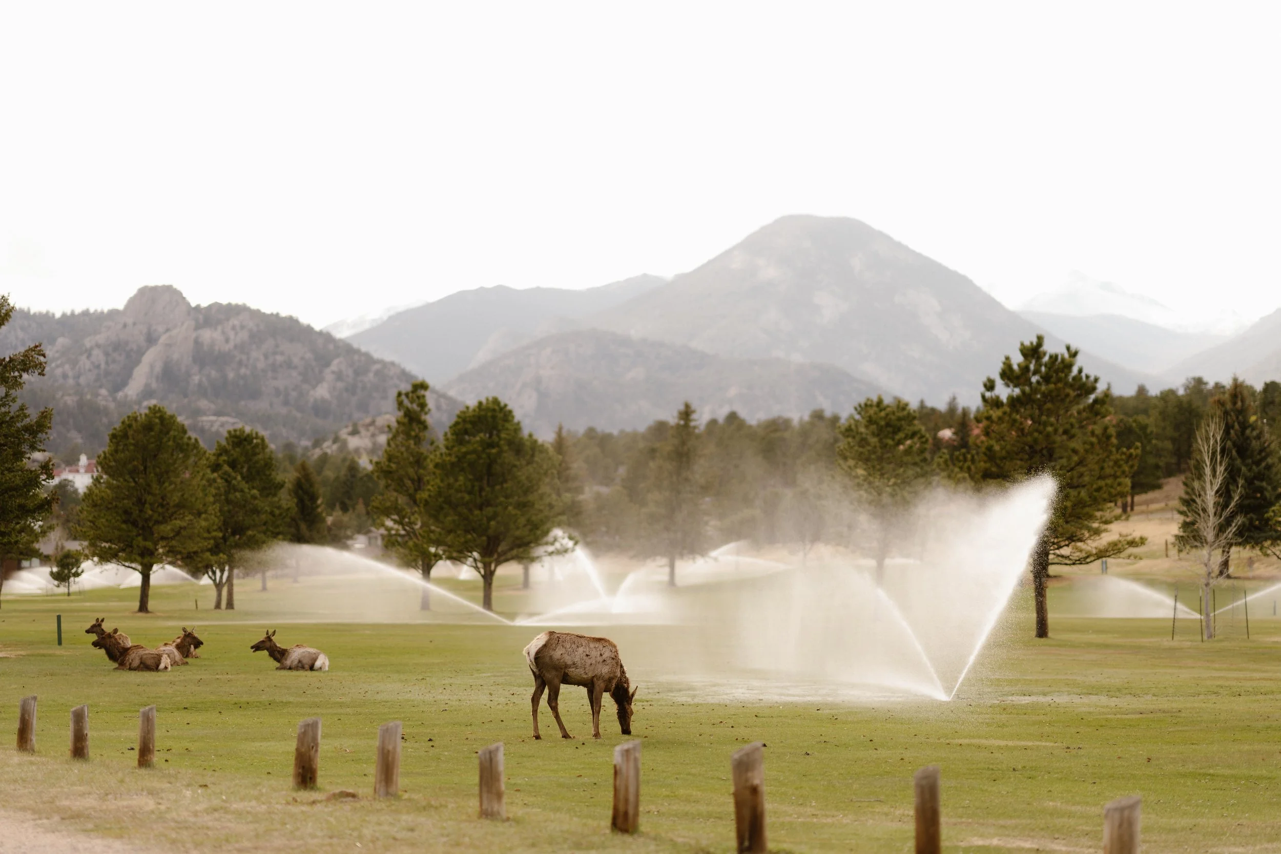 Grazing cows on a green pasture with trees, mountains, and a cloudy sky in the background.