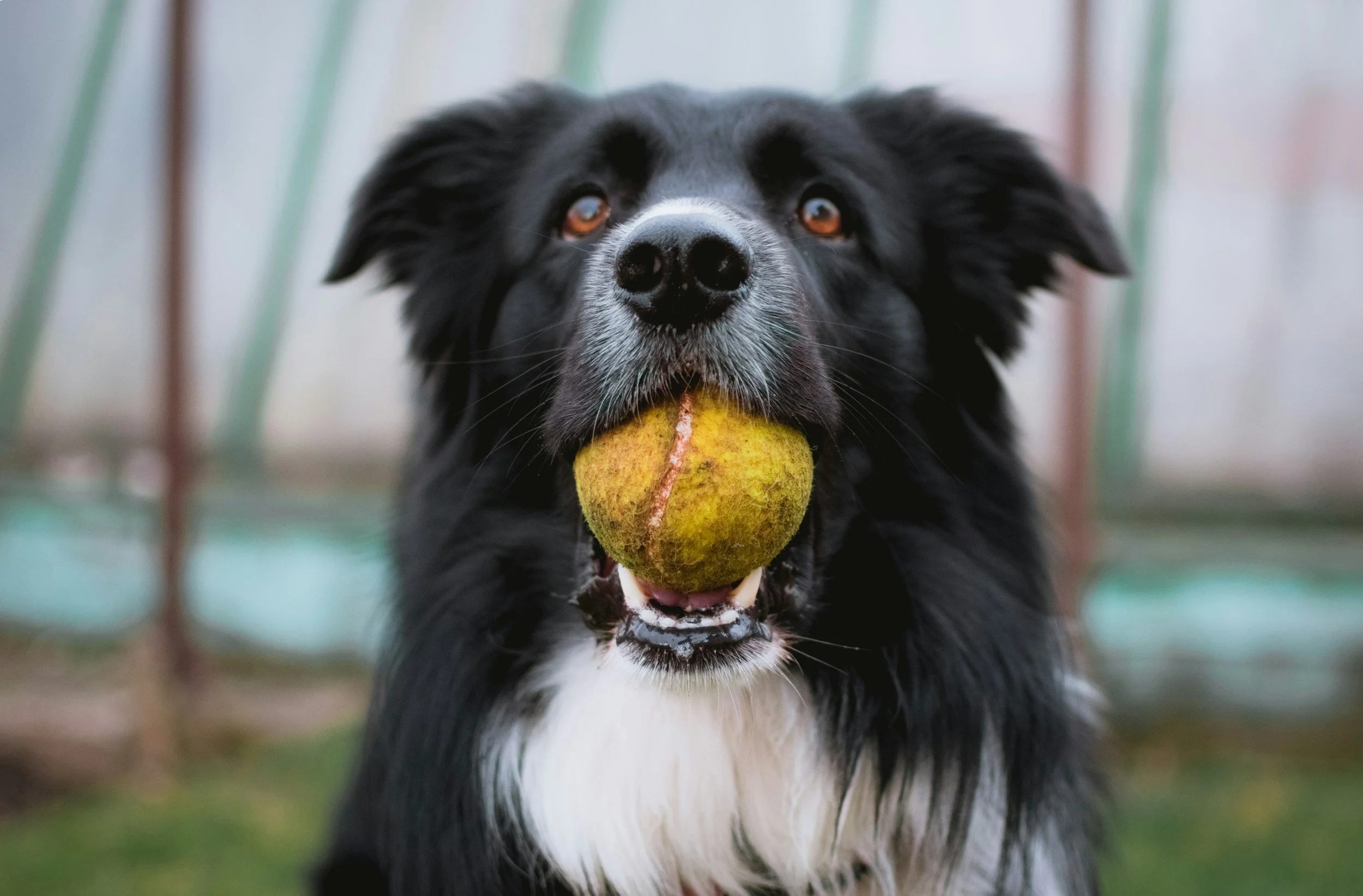 A black and white dog holding a tennis ball in its mouth outdoors.