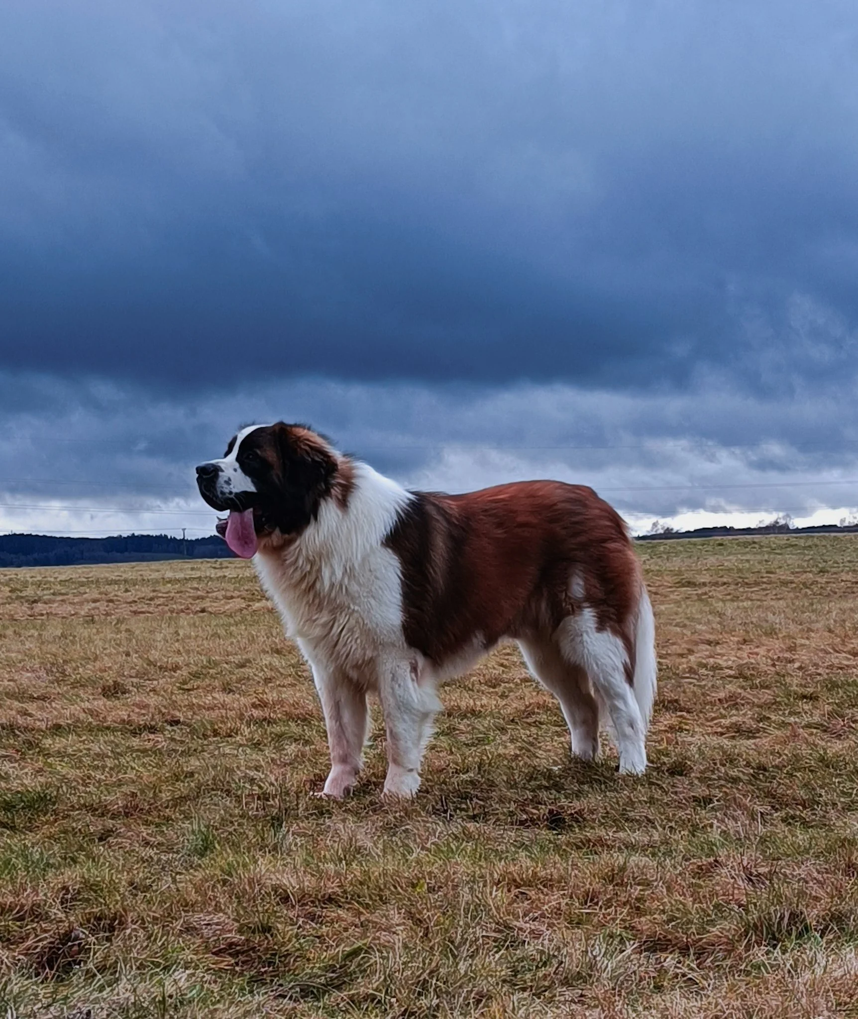 Who are you, dog? Moscow  watchdog standing in a grassy field under a cloudy sky.