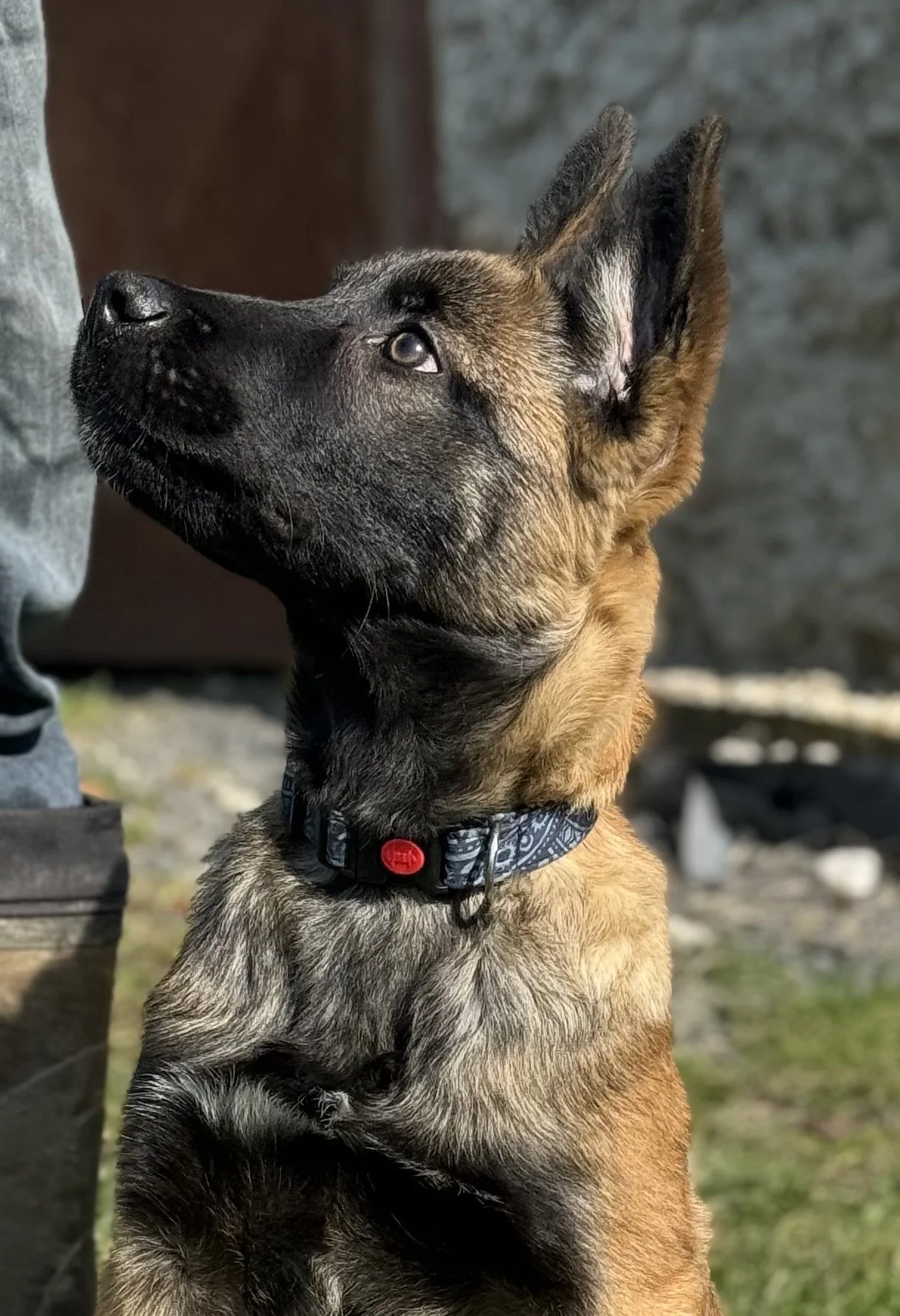 A young Belgian Malinois puppy with a brown and black coat, looking upward, wearing a patterned collar.