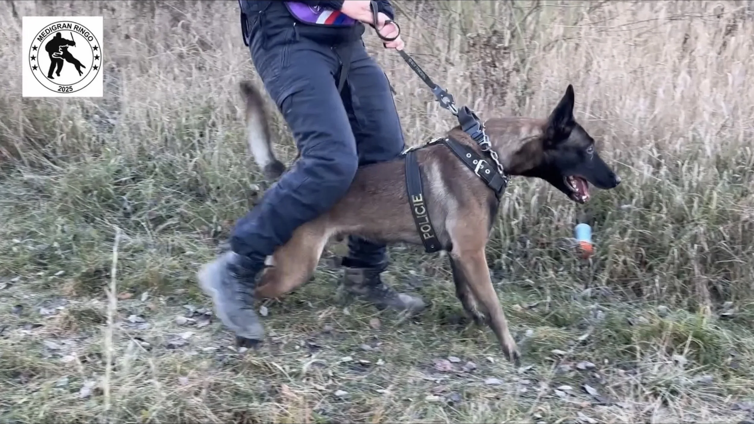 A police K9 working with a handler in a grassy outdoor area, focusing on tracking or search task, with a badge or label that says 'POLICE' attached to the dog."