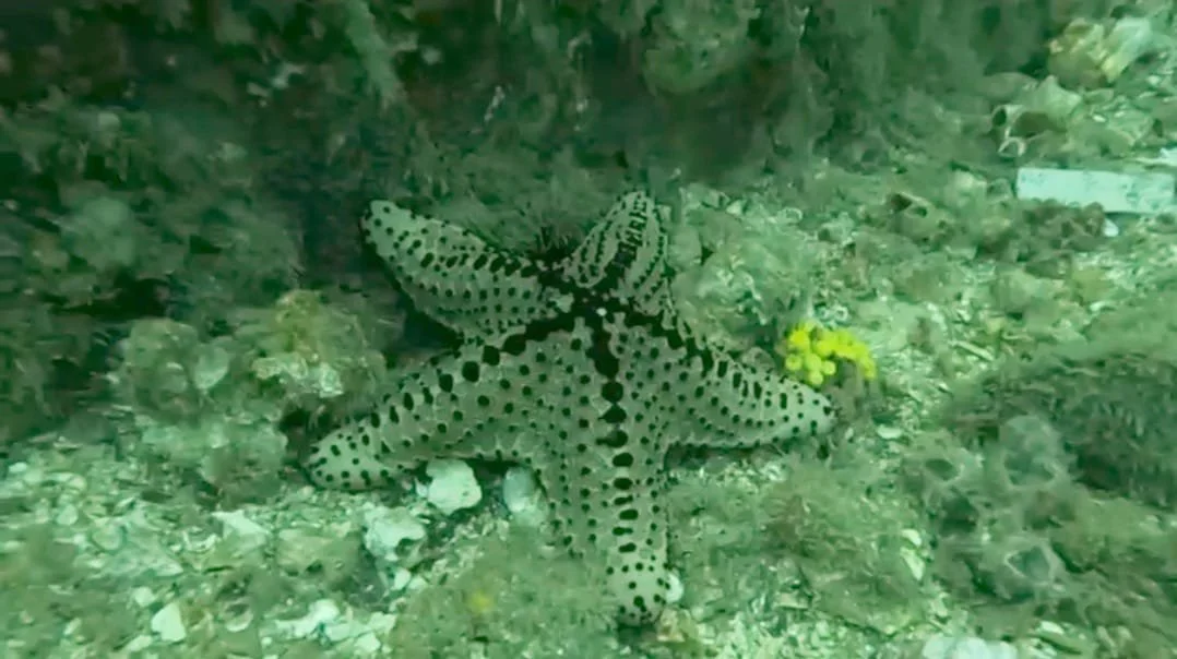 Underwater scene with a starfish resting on the ocean floor surrounded by rocks and coral.