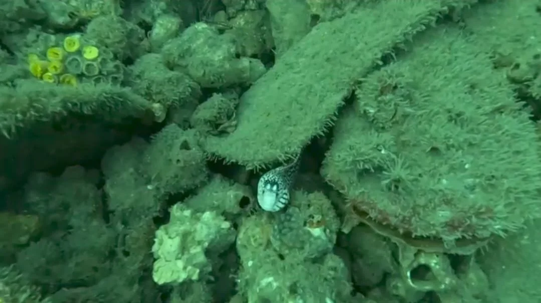 Underwater coral reef with various green corals and a small fish between the corals.