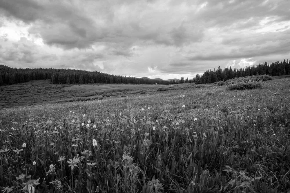 The Quiet Beyond the Clearing