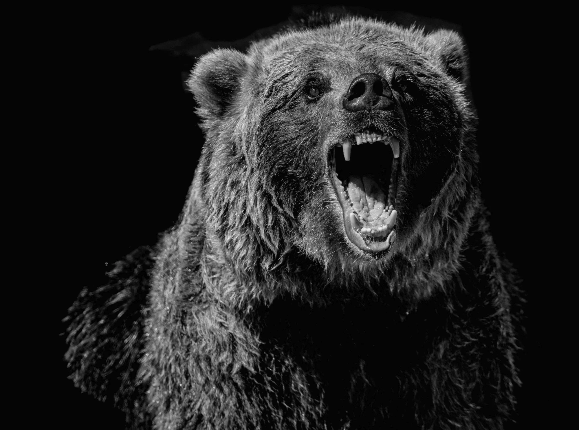 The Bears Are Winning