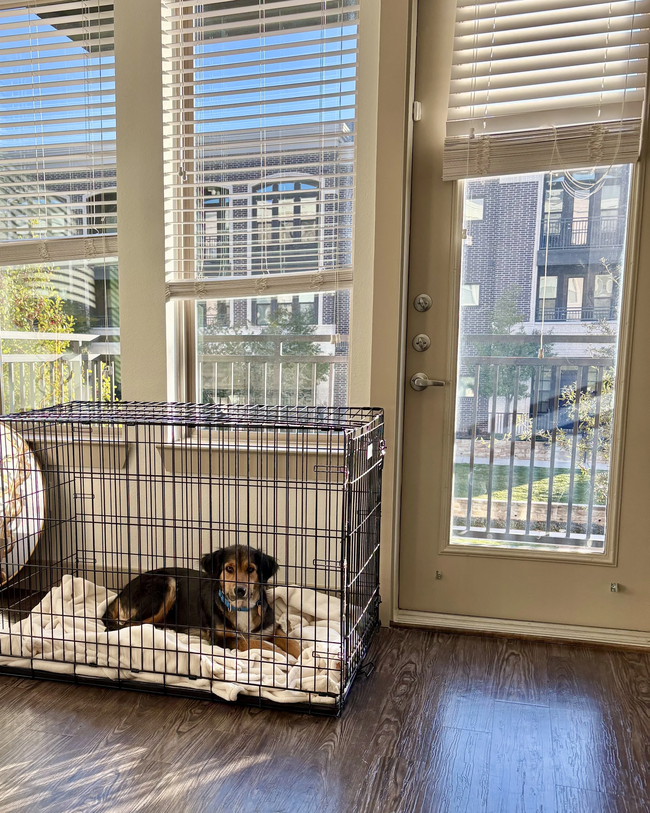 why is crate training YOUR dog SO important?