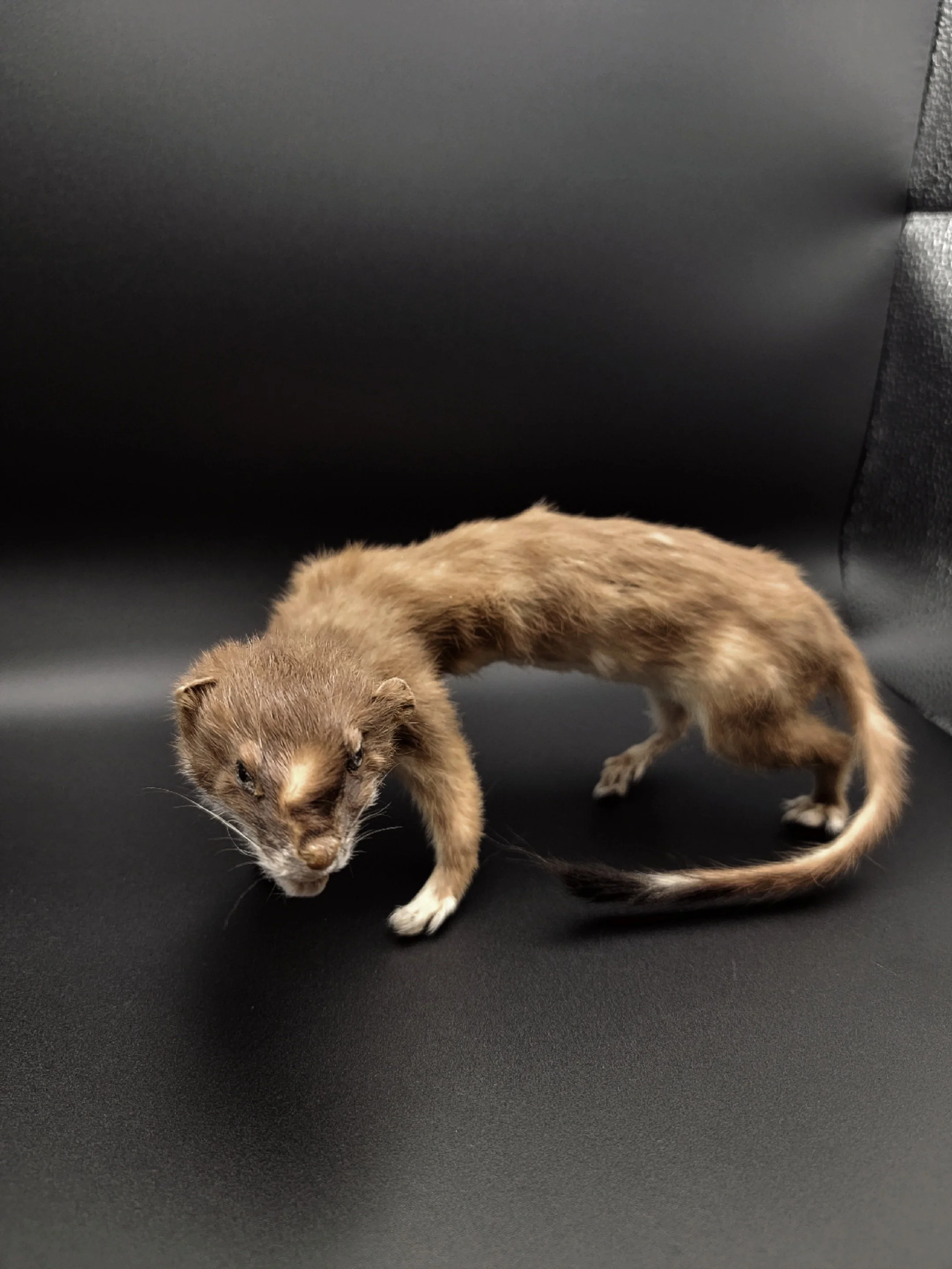 Willy the Taxidermy Weasel