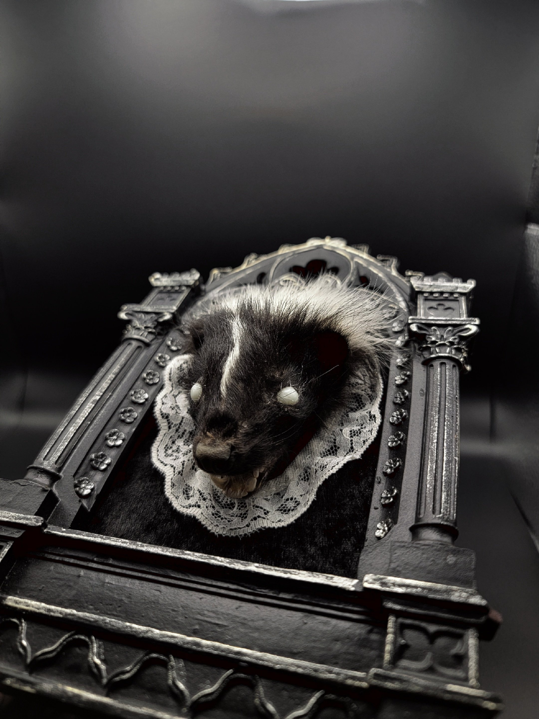 Mummified Skunk head resting on black velvet and frame in white lace in an ornate gothic frame.