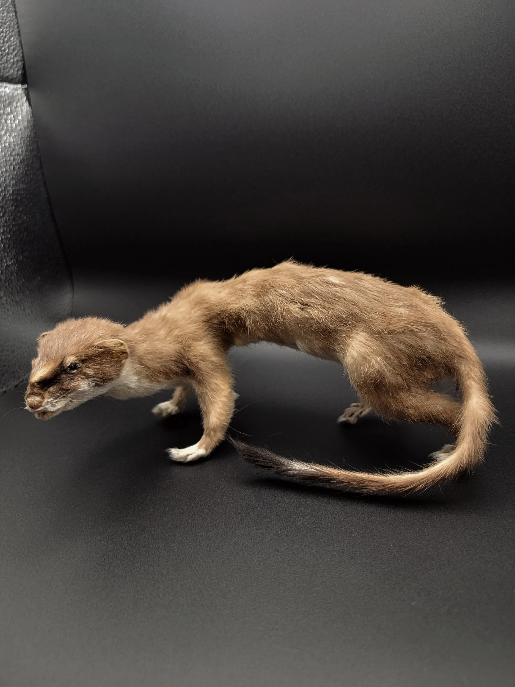 taxweasel3.jpg