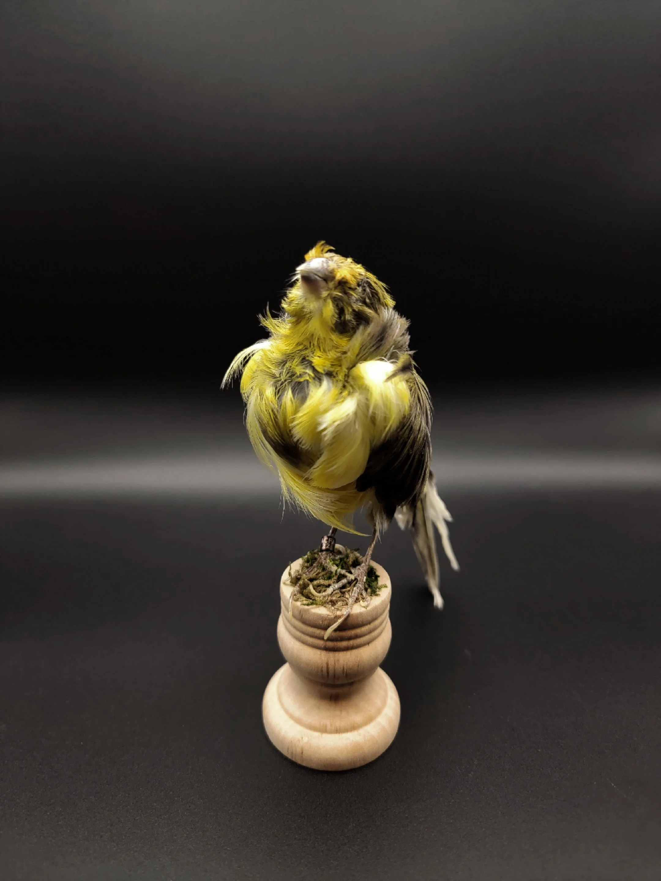 frillbird2.jpg