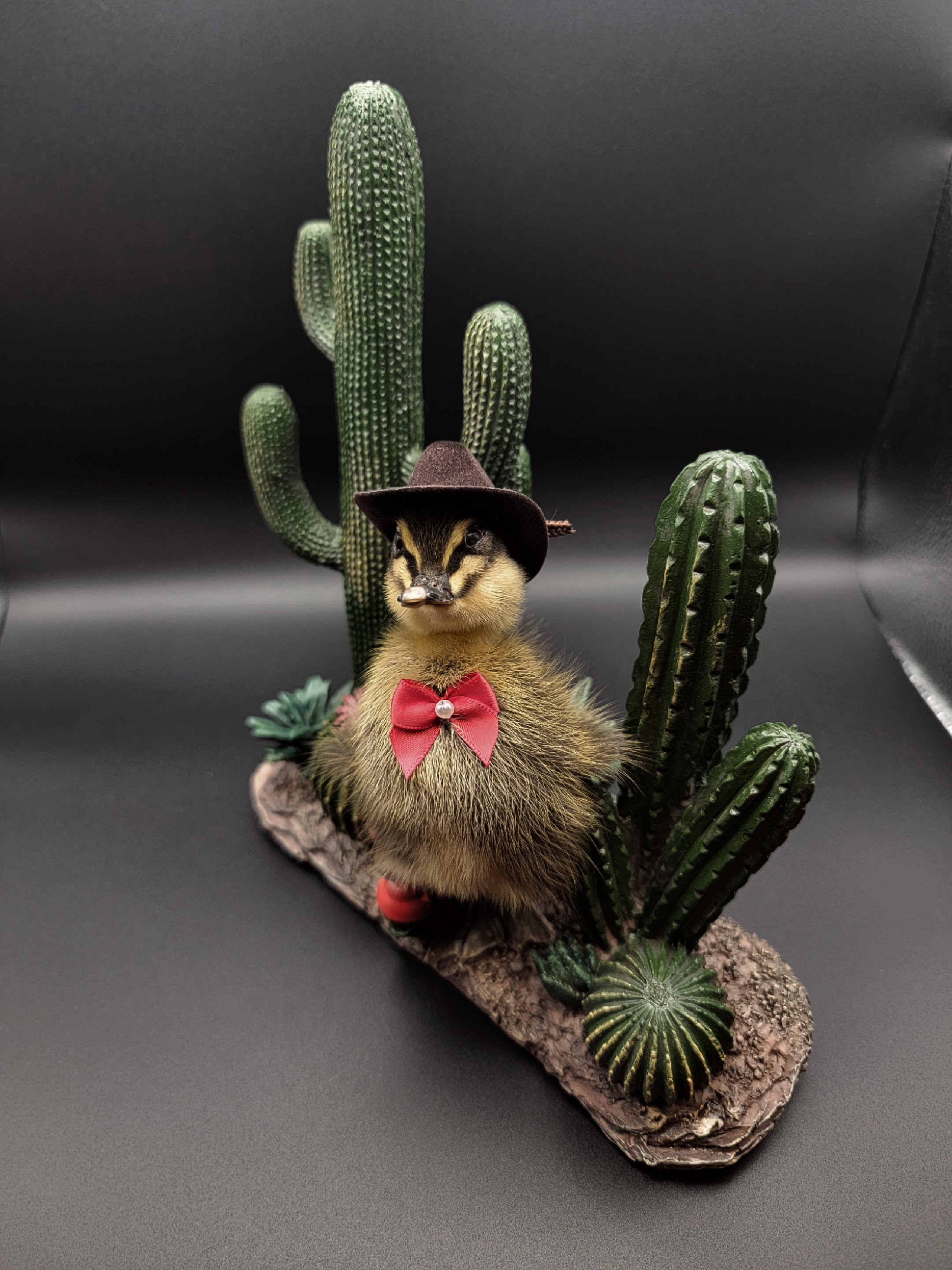 cactiduck7.jpg