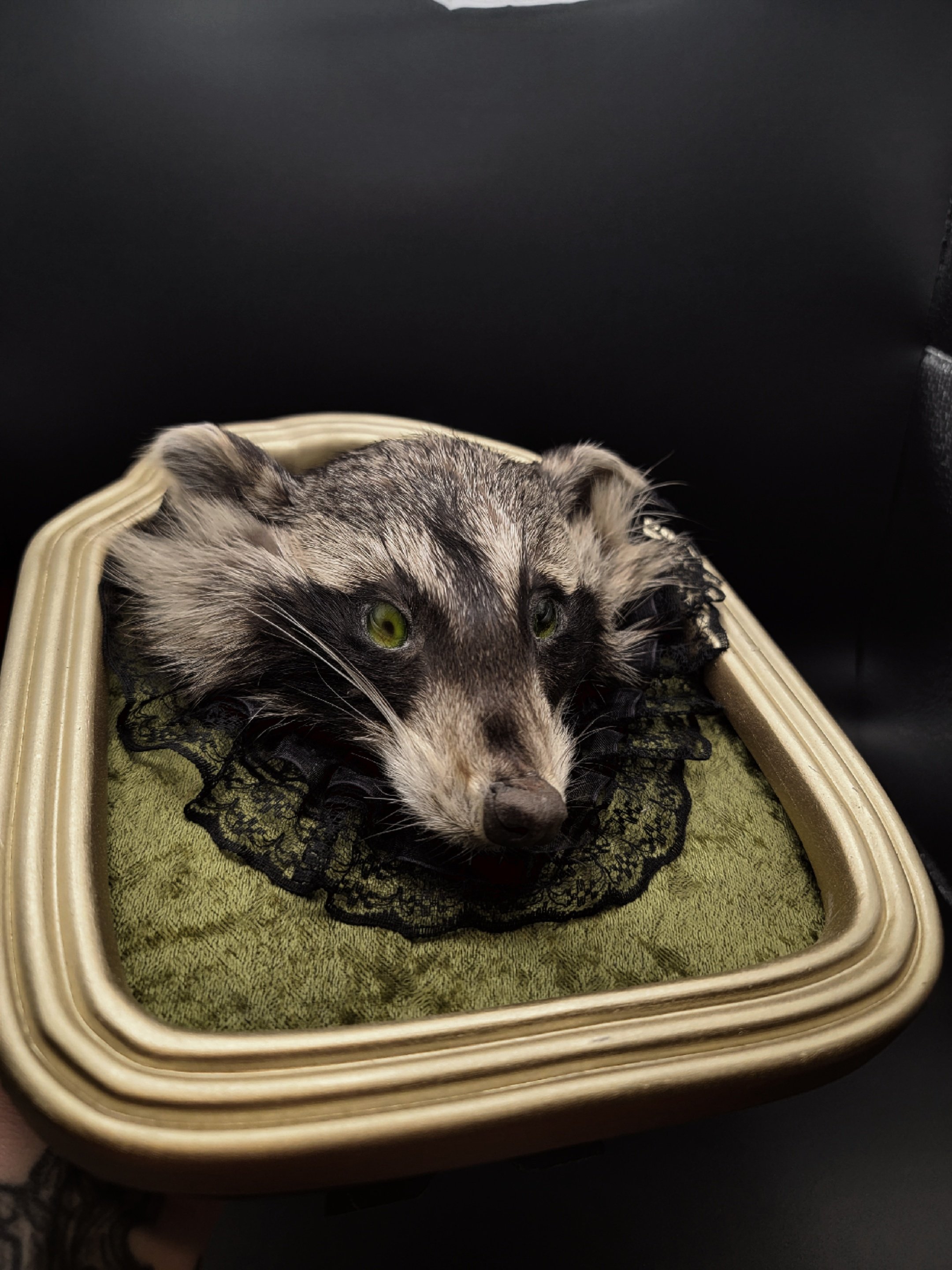 Olive the Raccoon