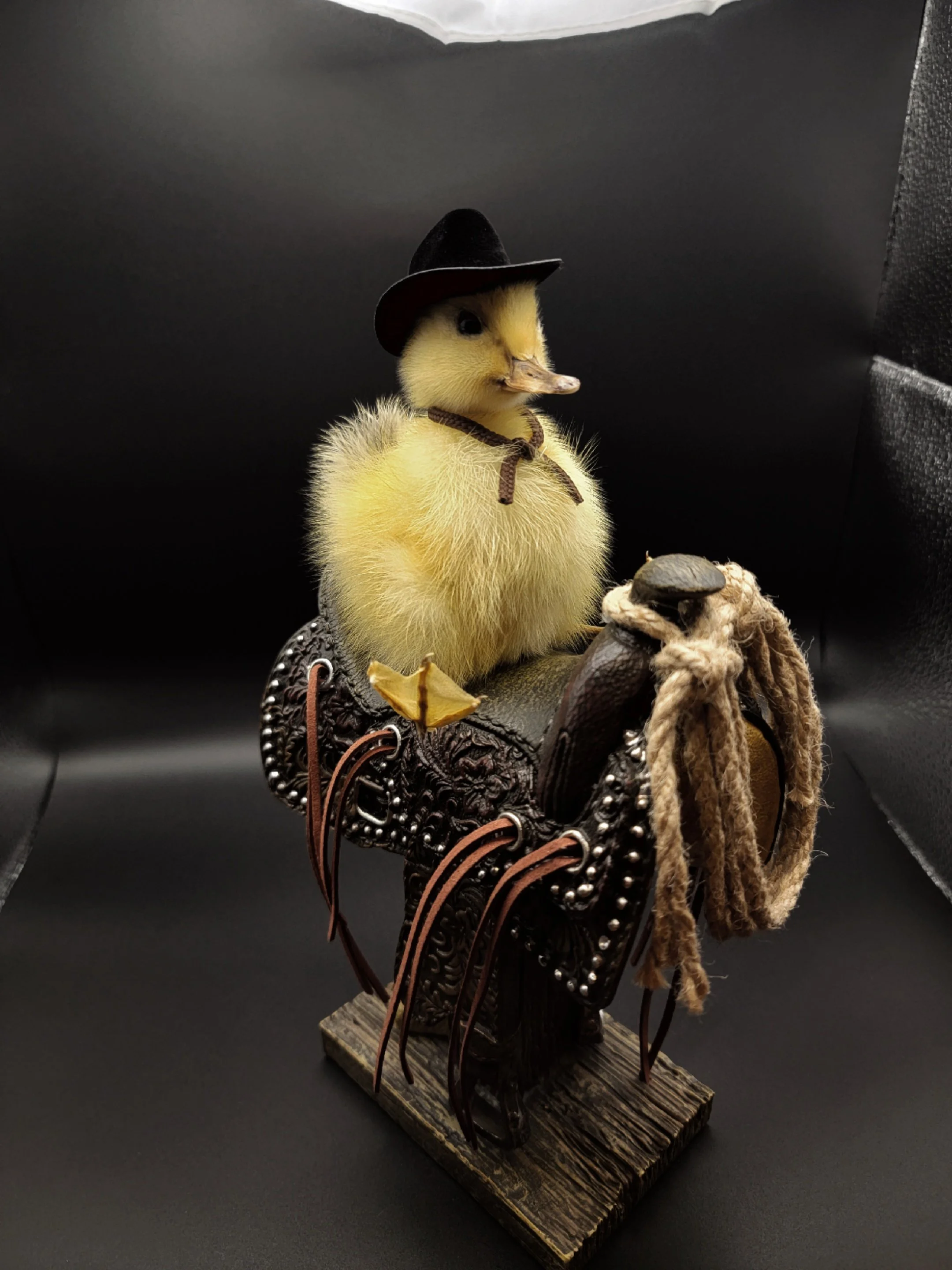 yellowcowduck6.jpg