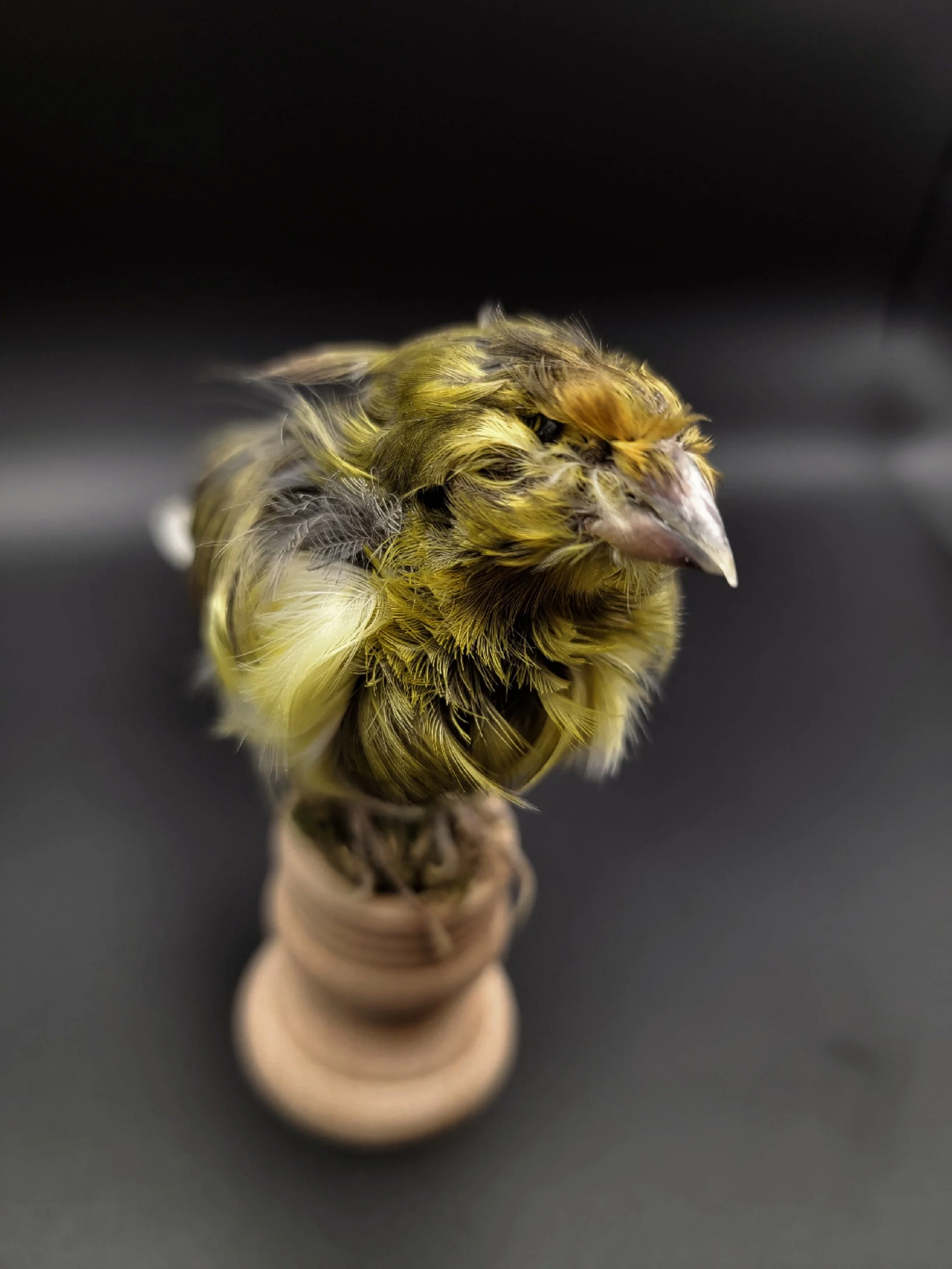 Parisian Frill Canary