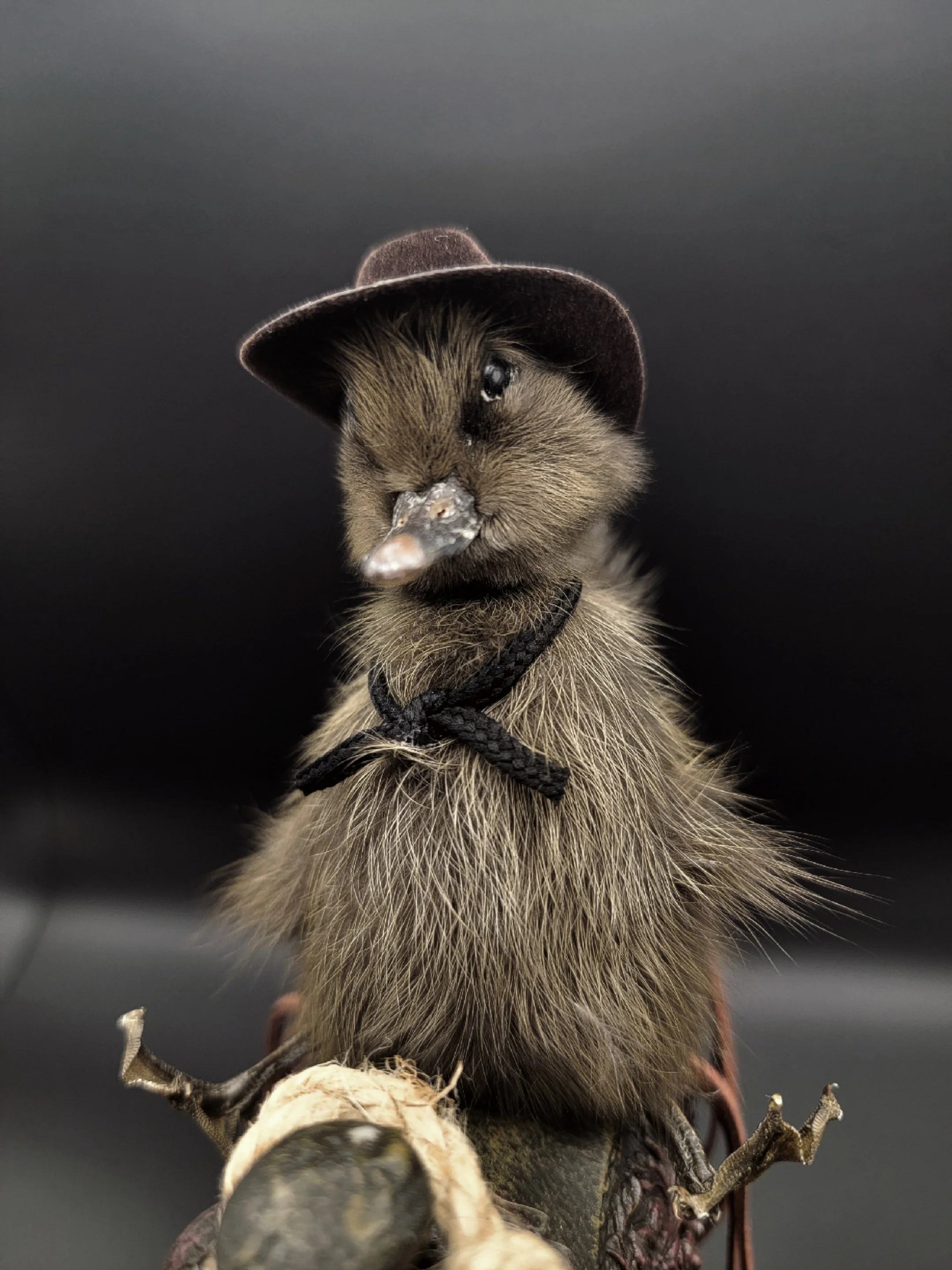browncowduckclose.jpg
