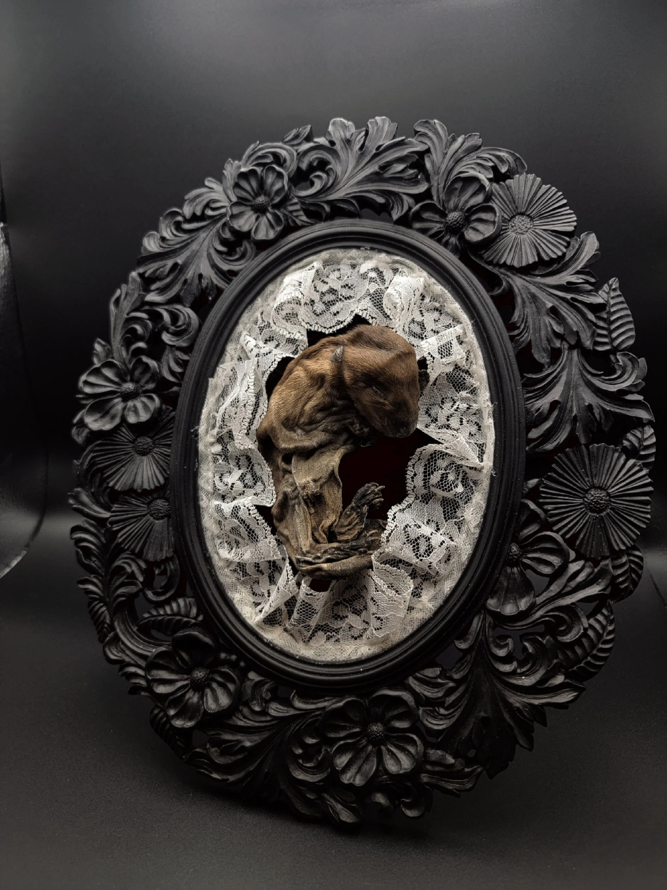 Mummified Beaver kit resting on black velvet and framed in lace in a heavy ornate frame.