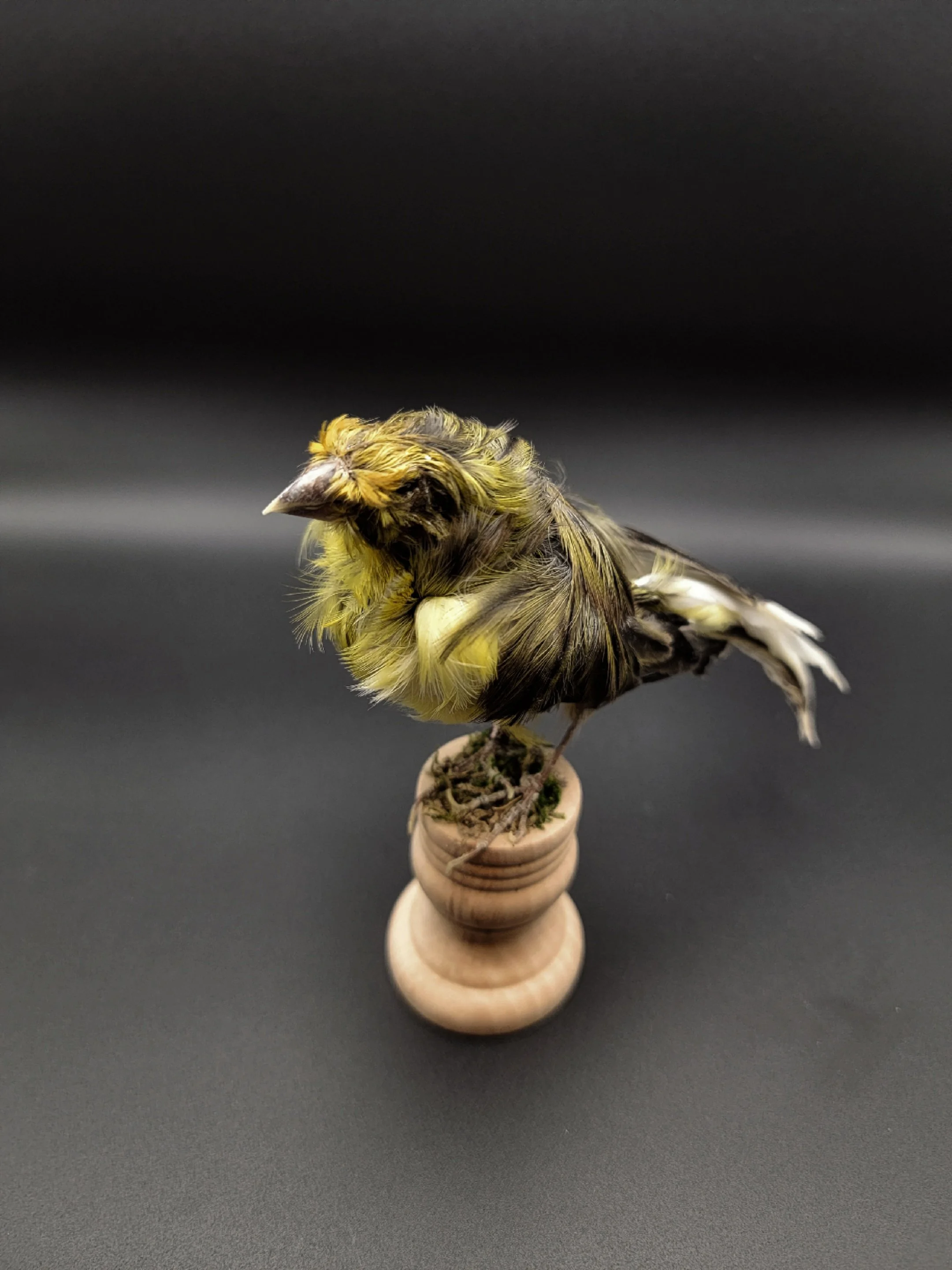 frillbird3.jpg