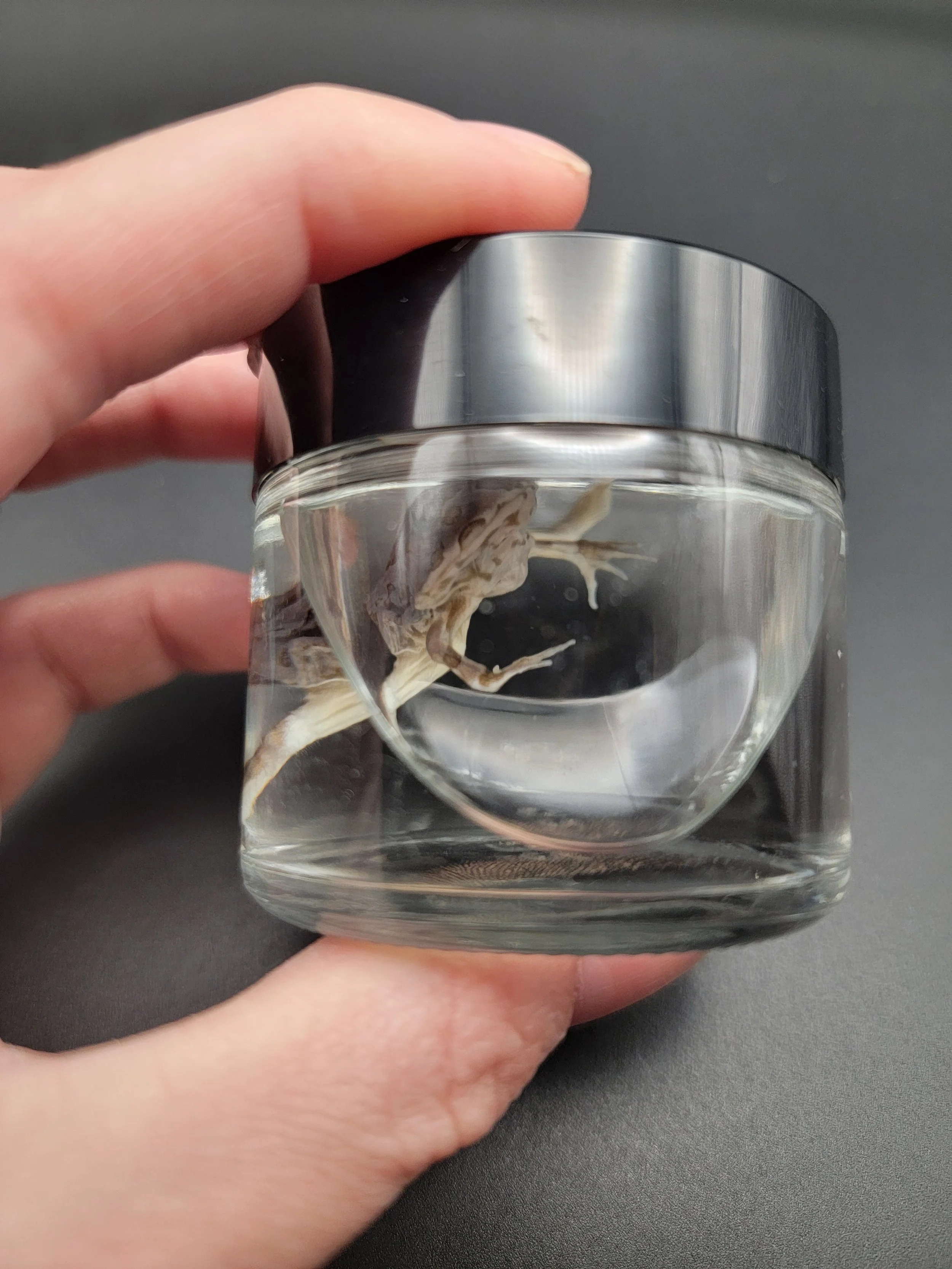 Pacman Frog wet specimen