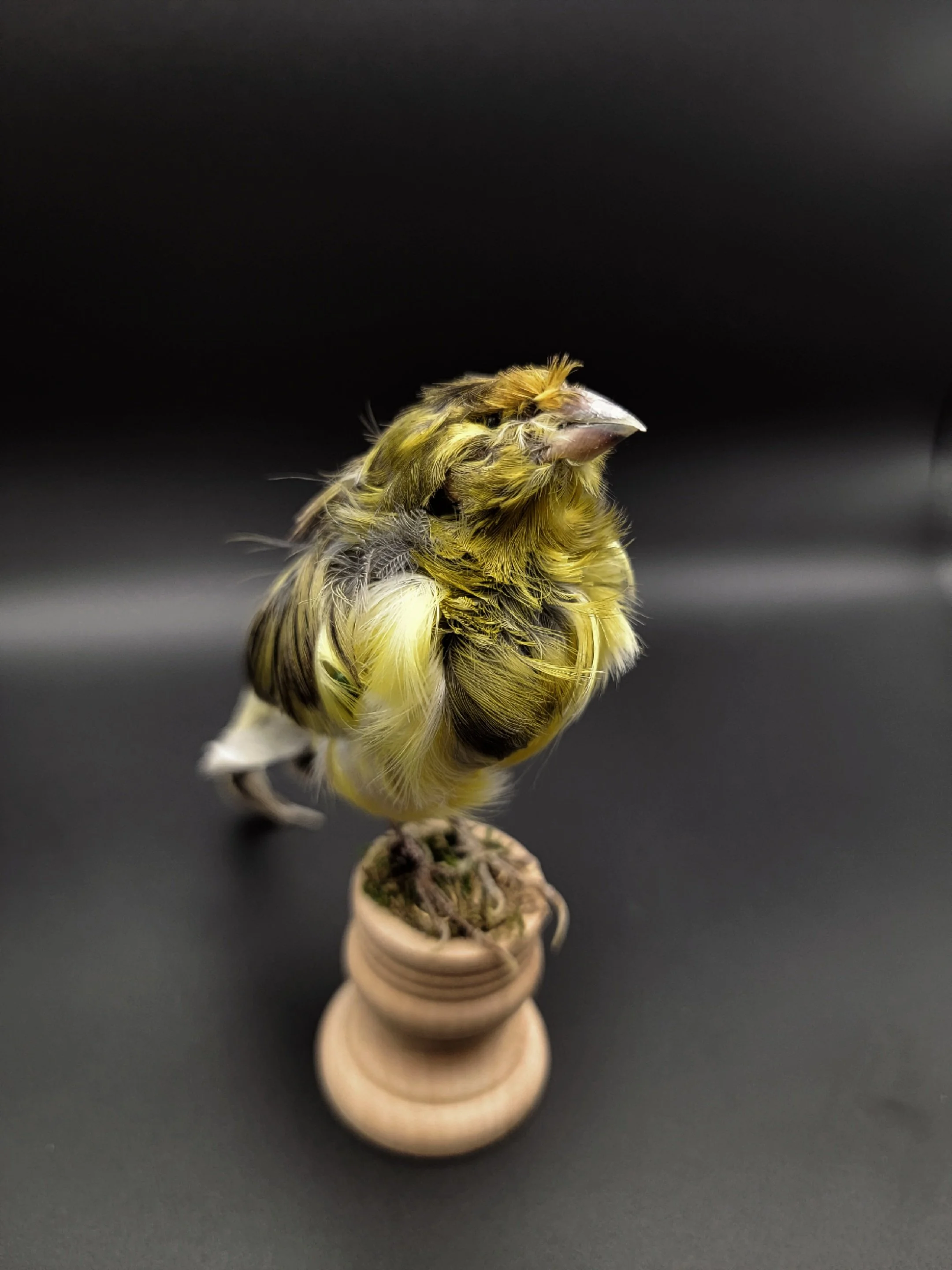 frillbird1.jpg