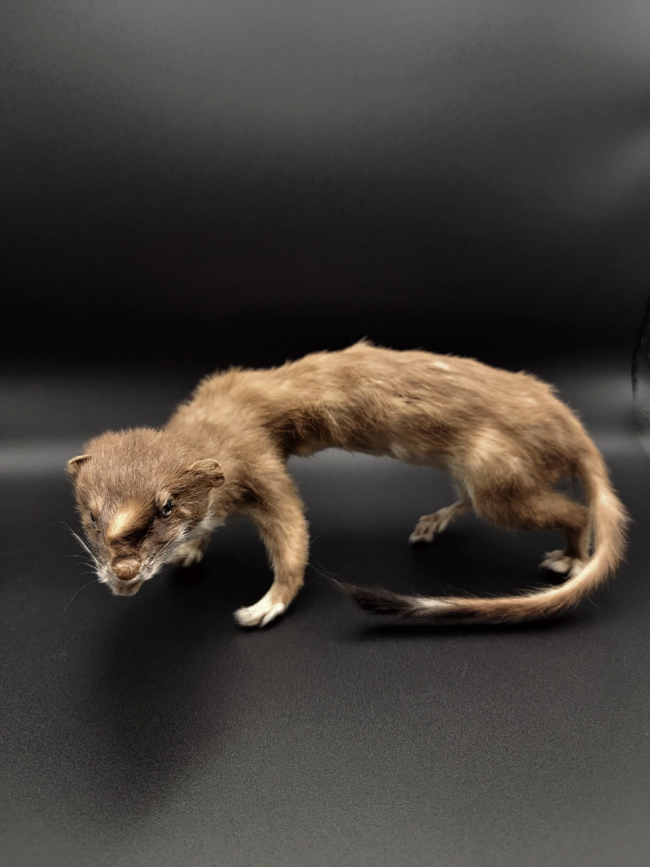taxweasel2.jpg