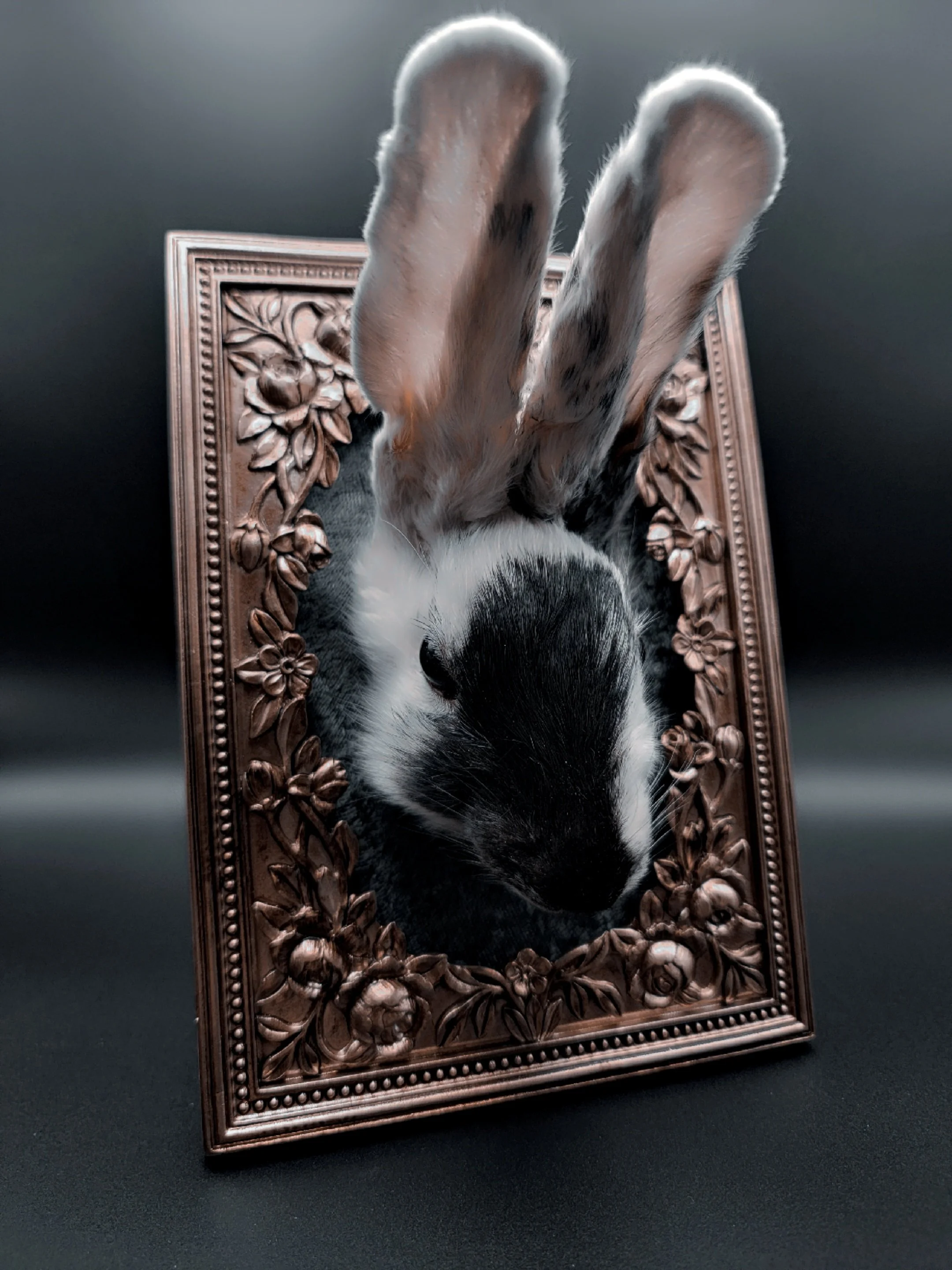Mummified Rabbit head resting on green velvet in an ornate gold frame.