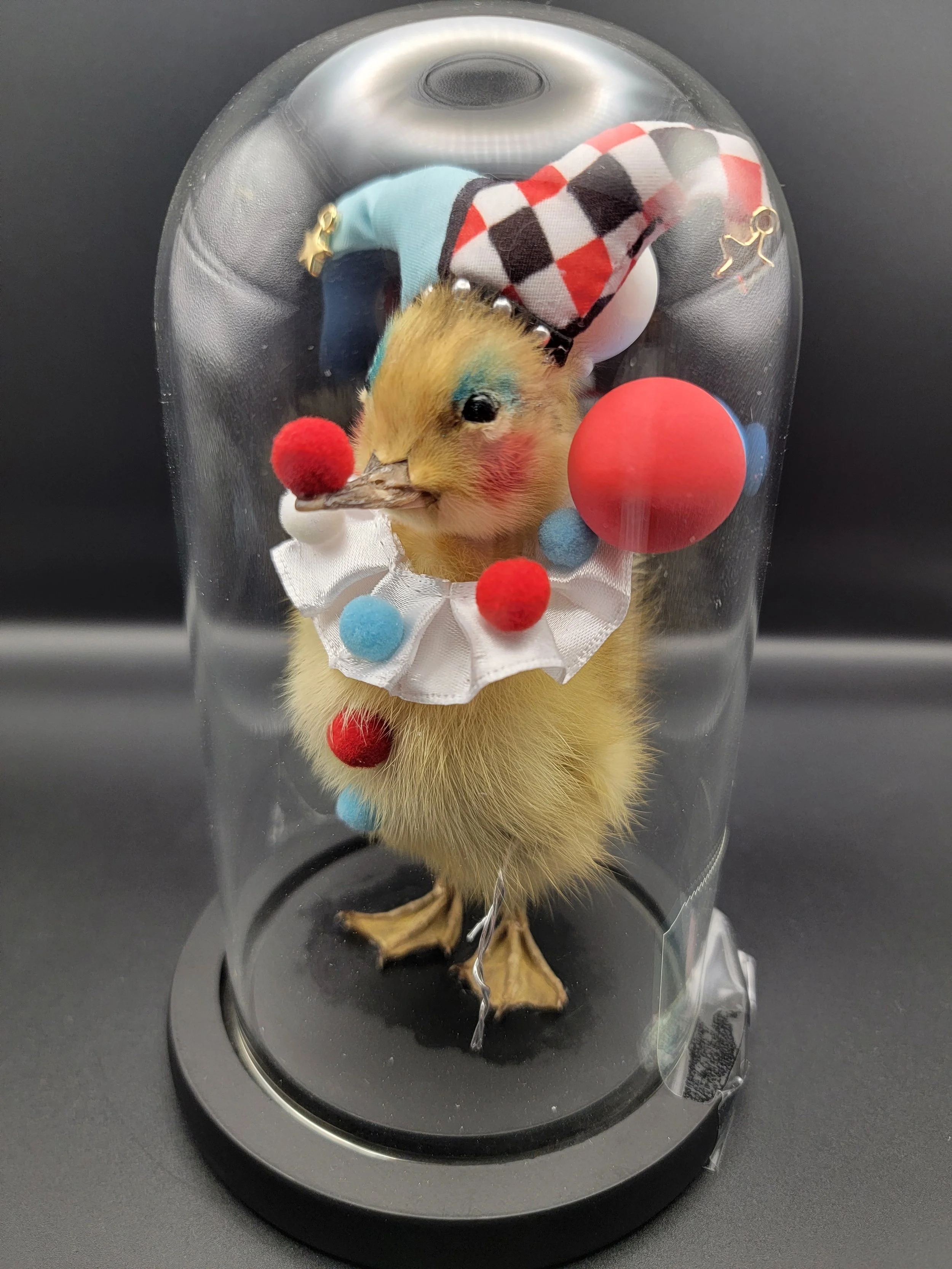 Taxidermy clown ducklings