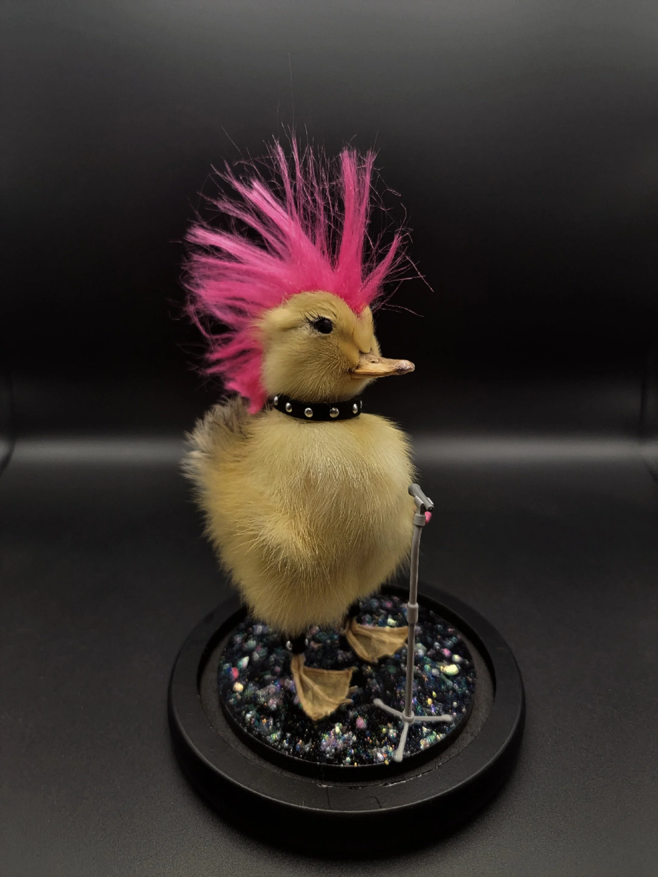 Punk rocker taxidermy duckling secured on a hand painted sparkle "stage" with a microphone and guitar. Featuring a pink mohawk and black and silver studded choker and bracelets. Comes with a glass dome.