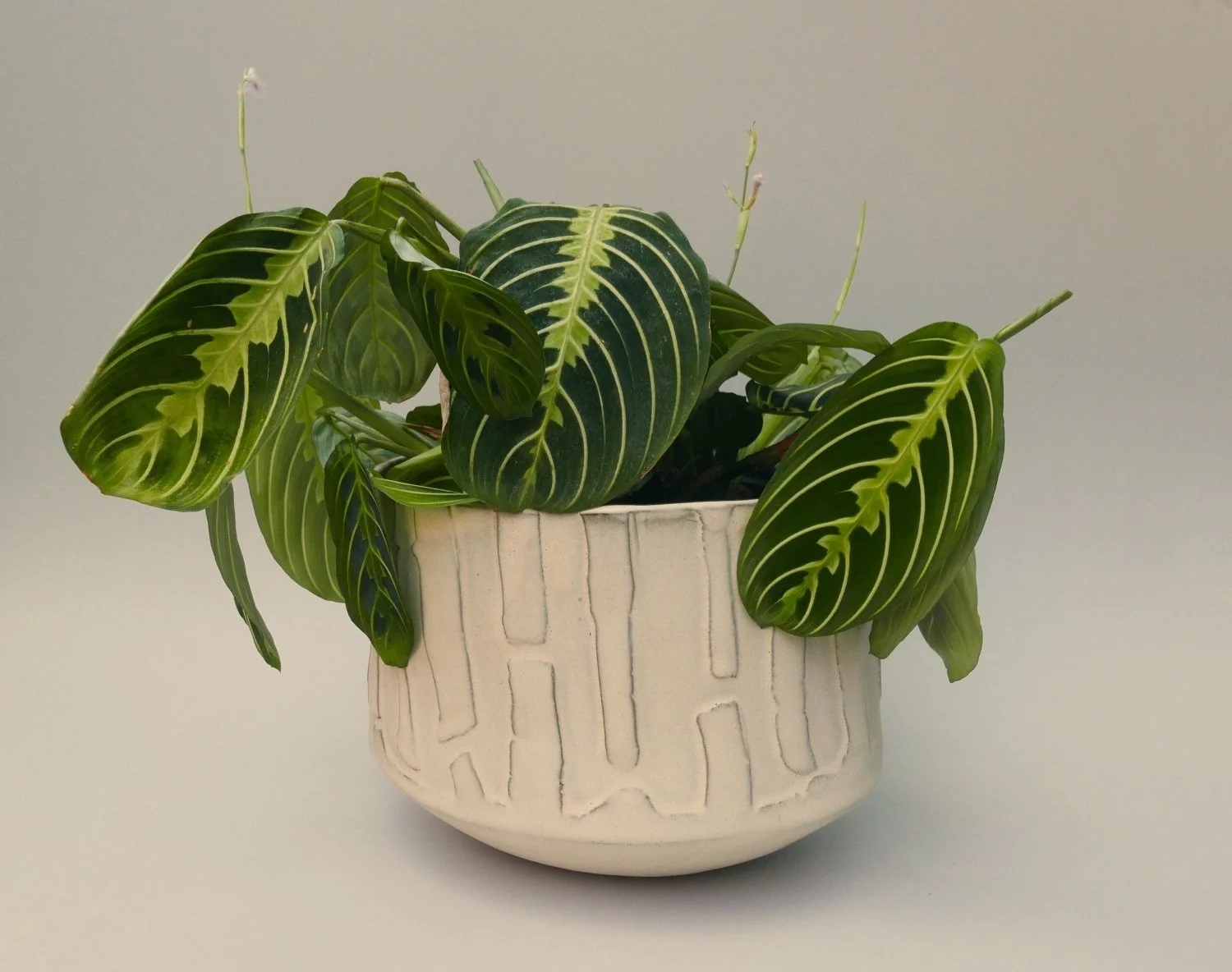 Potted plant with large green leaves with yellow veins in a white textured ceramic pot on a neutral background.
