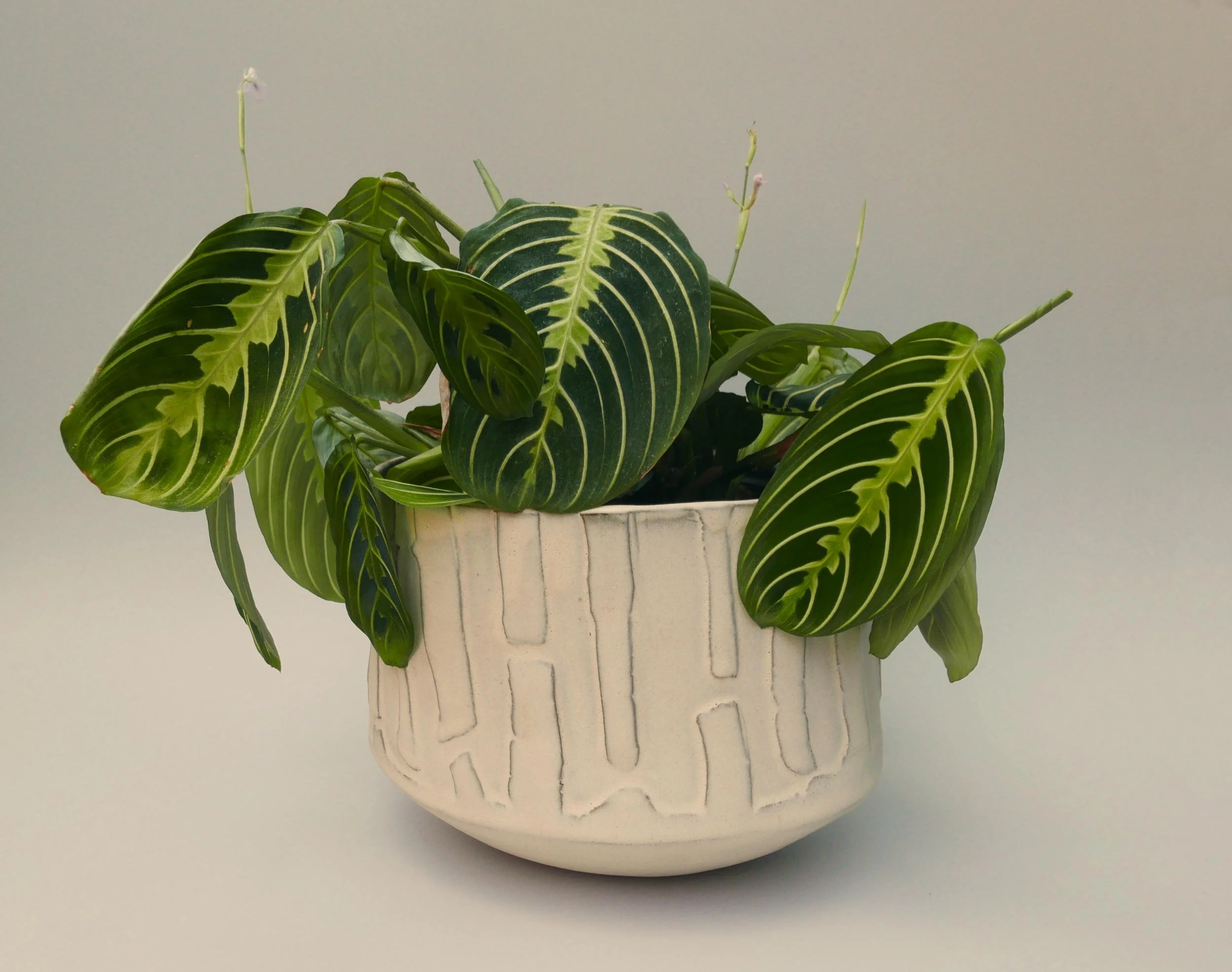 Small Planter 2. Stoneware. 17cm W x 14cm H x 15cm D.