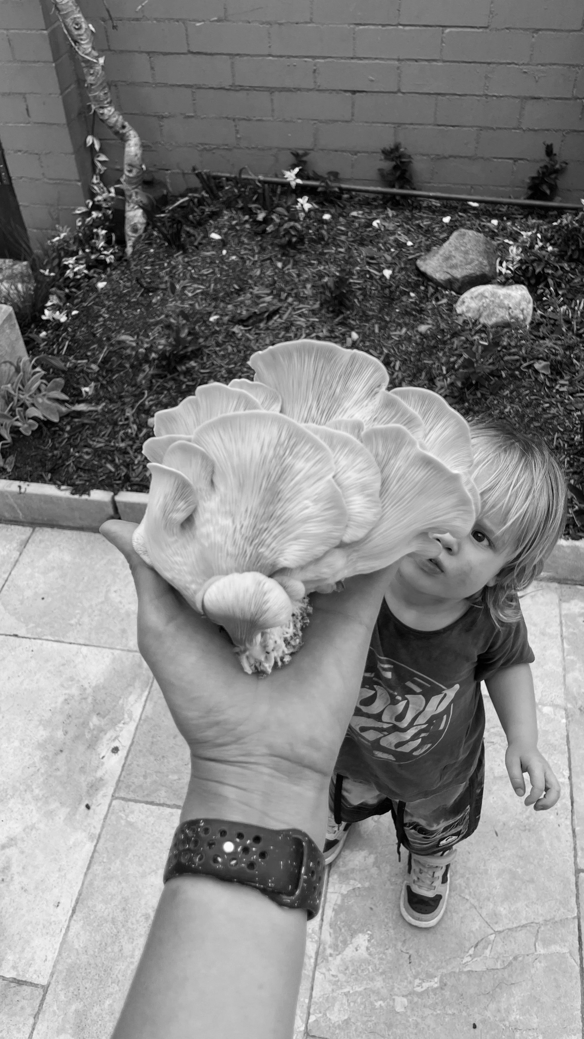 Growing Mushrooms