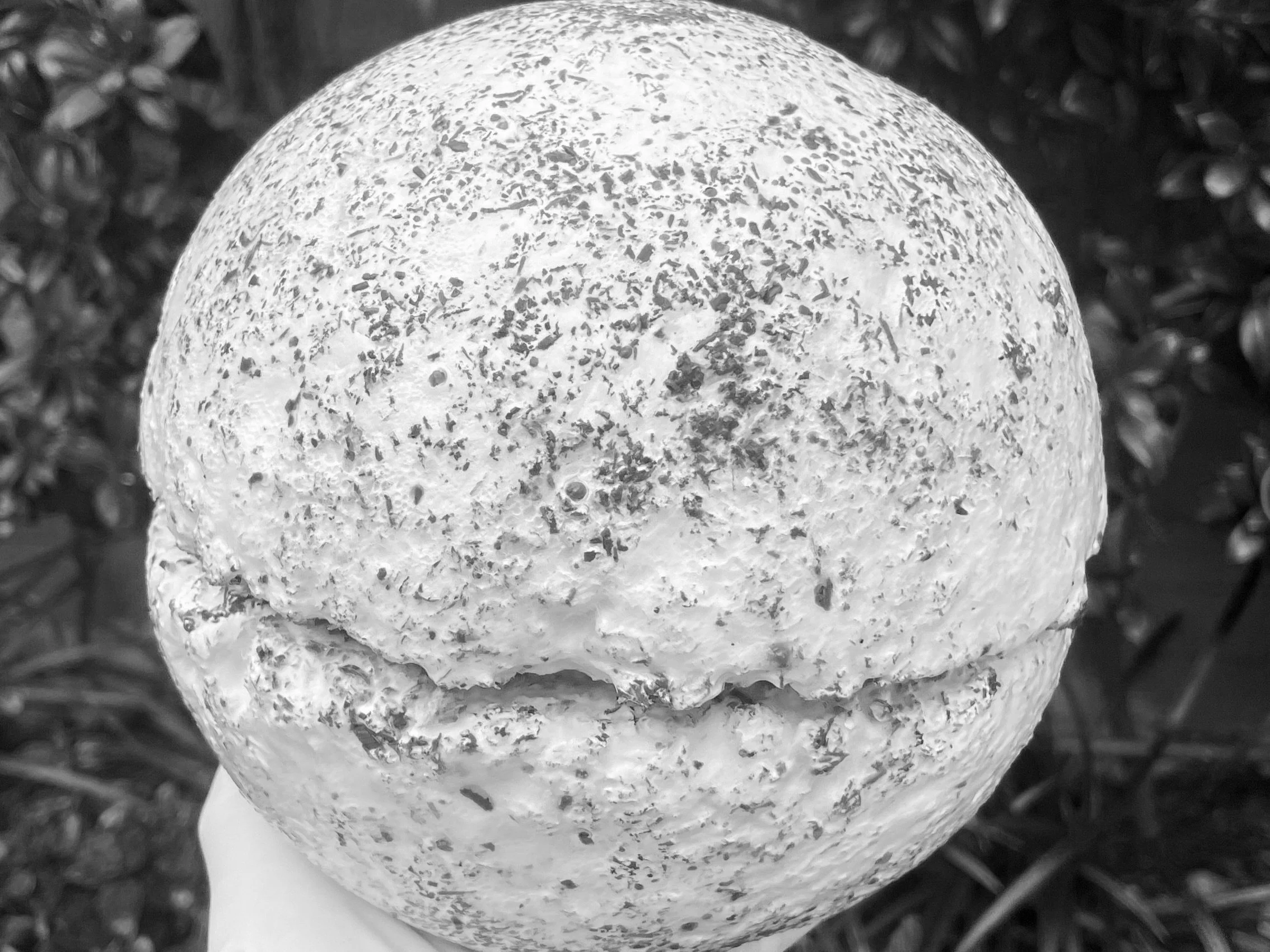 Two hemisphere's of mycelium, about to grow together.