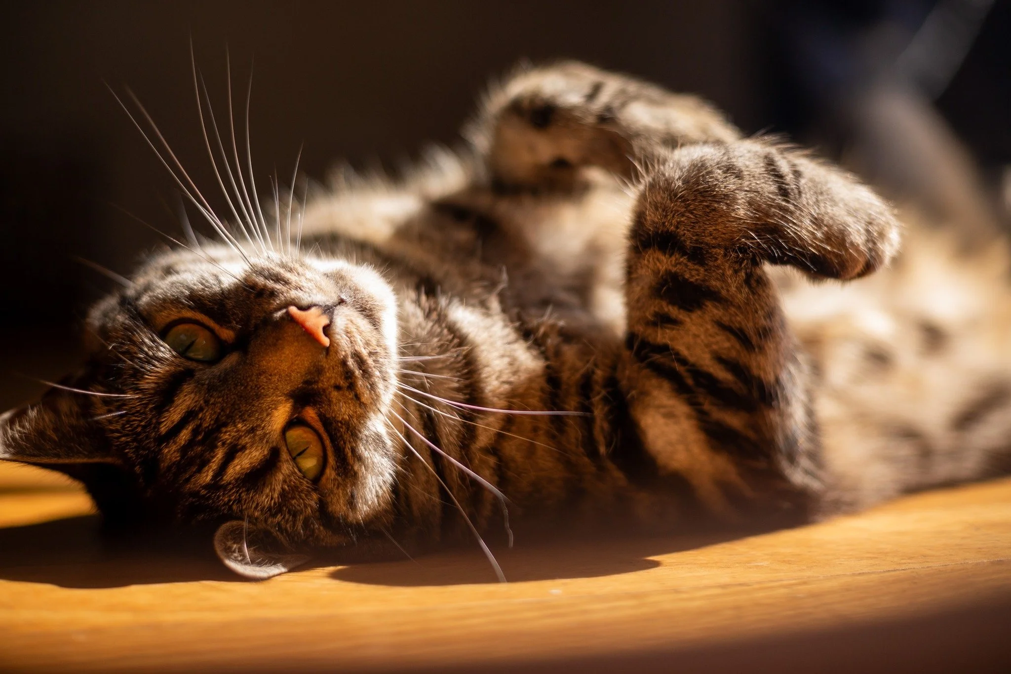 Welcome to my whimsical world